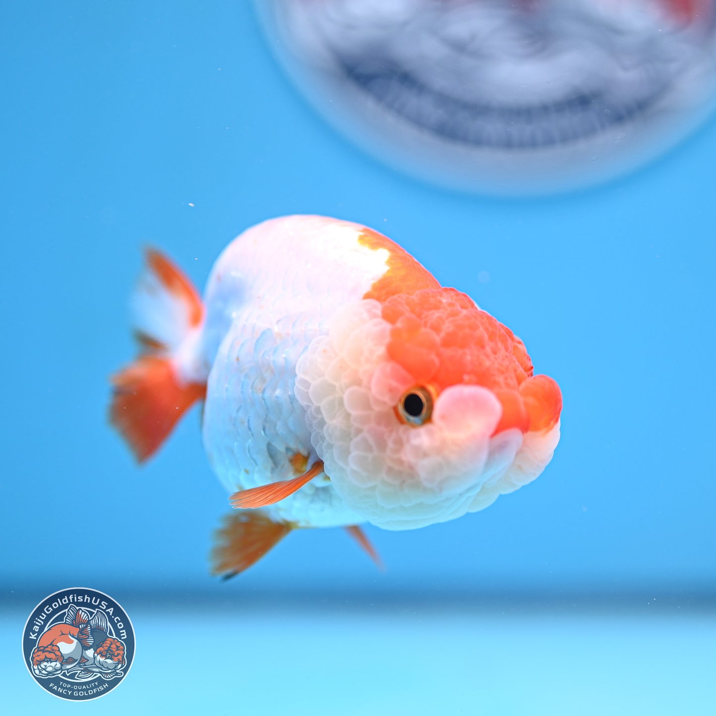 Red White Lionchu 3.5in body (240809_RC04) - Kaiju Goldfish USA