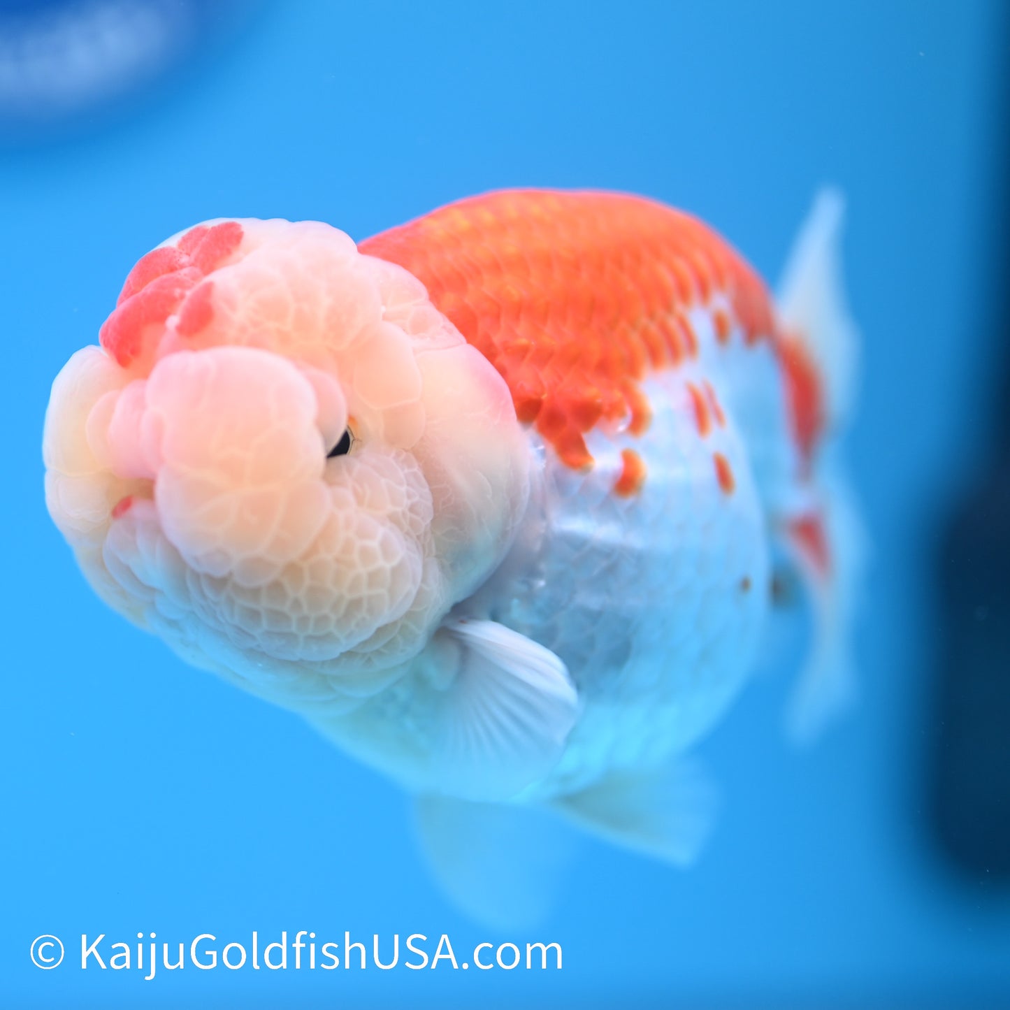 Crown Chubby Cheeks Red White Buffalo Ranchu 4-4.5 inches (240322_RC04) - Kaiju Goldfish USA