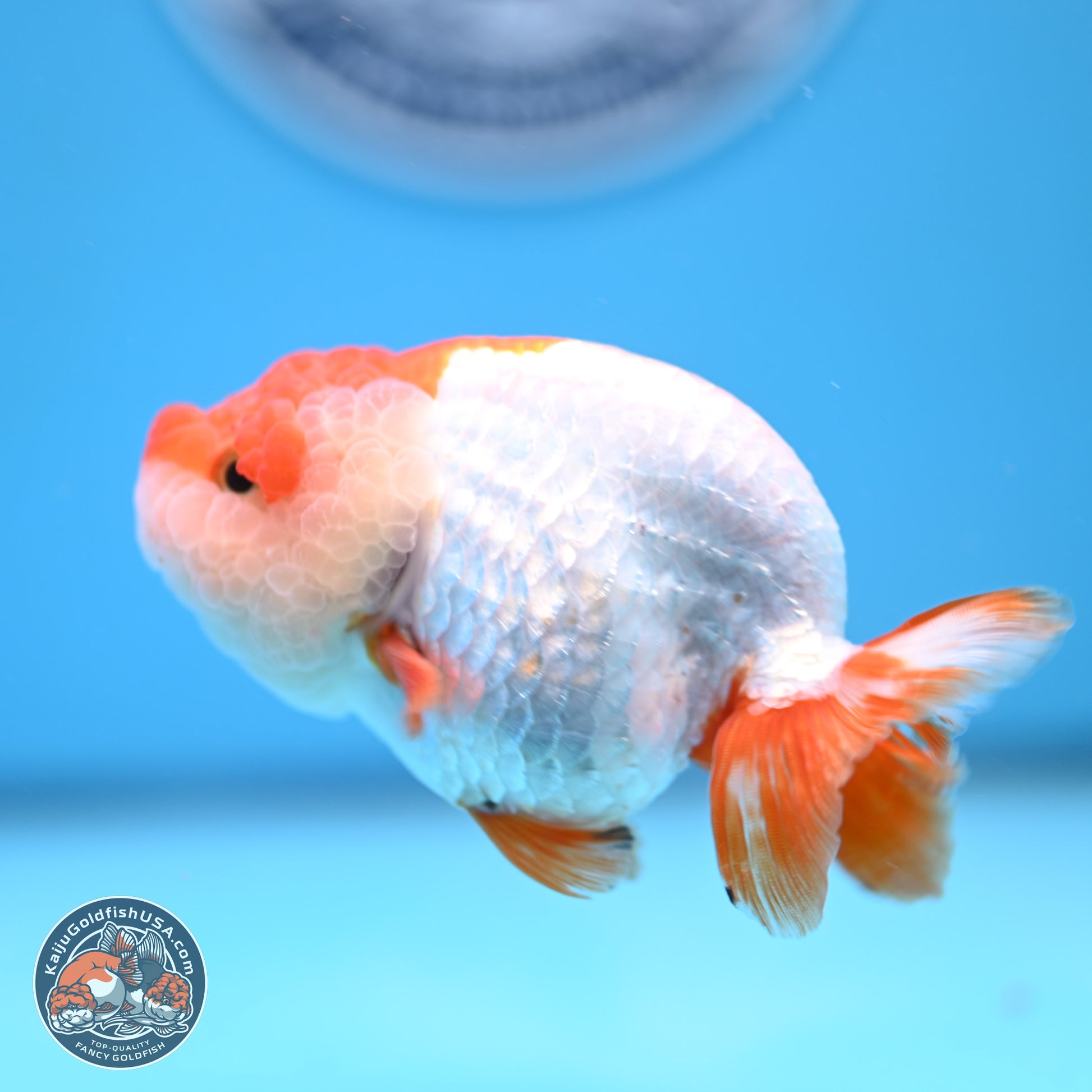 Red White Lionchu 3.5in body (240809_RC04) - Kaiju Goldfish USA