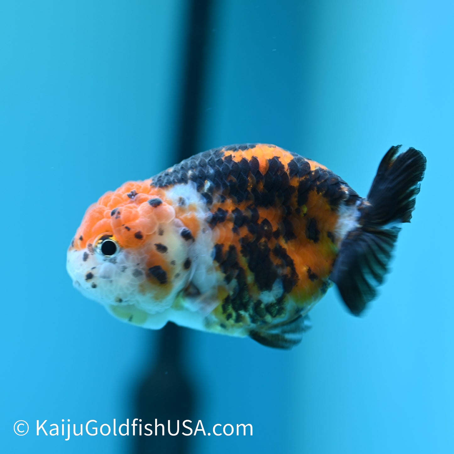 Red Head Calico Cow Ranchu 4-4.5 inches (240329_RC04) - Kaiju Goldfish USA