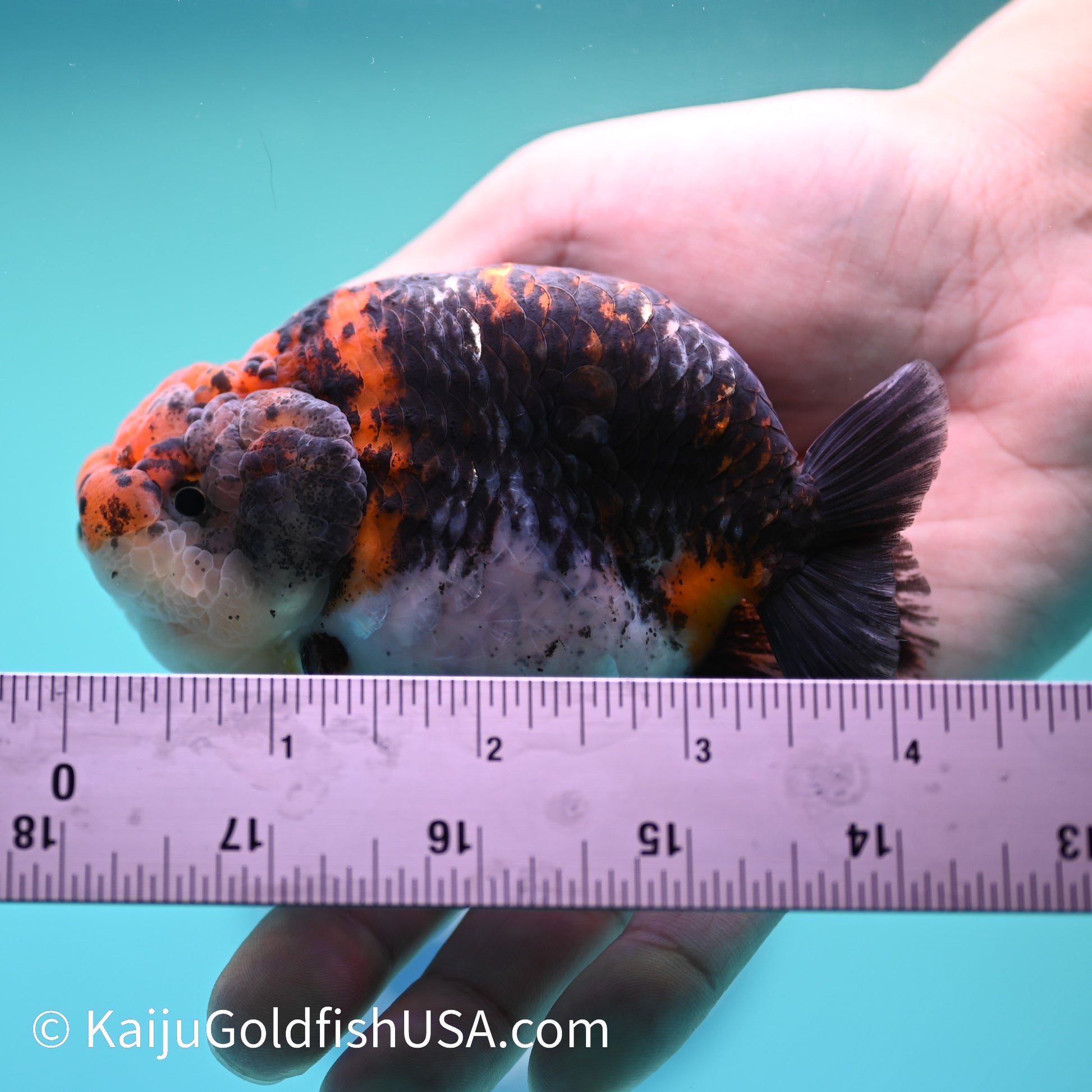 Black Kirin Calico Ranchu 4 inches(240510_RC04) - Kaiju Goldfish USA