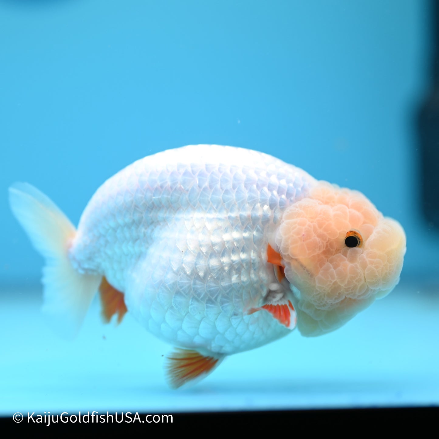 Red White Buffalo Ranchu 5 inches (240517_RC04) - Kaiju Goldfish USA