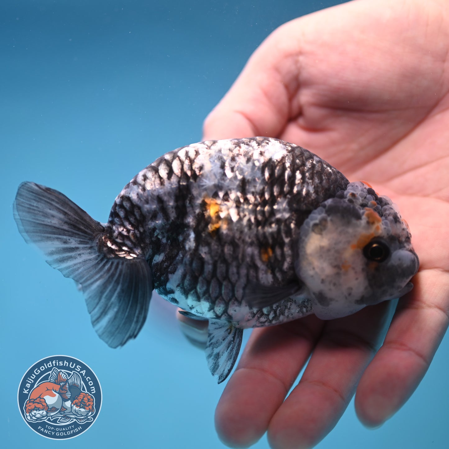 Metallic Heavy Ink Ranchu 4 inch Body (250905_RC04)