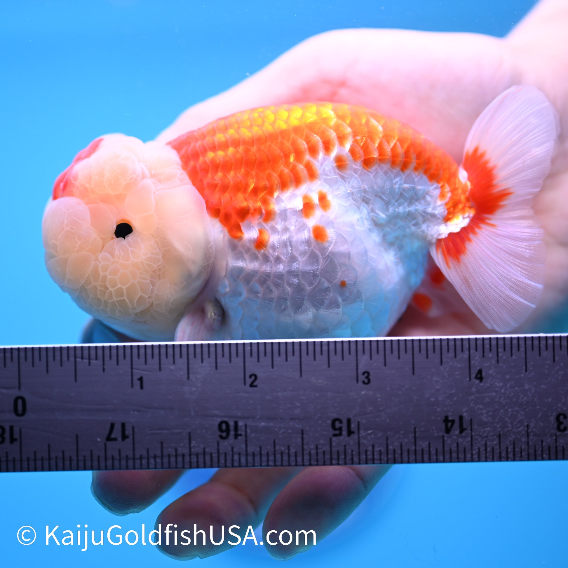 Crown Chubby Cheeks Red White Buffalo Ranchu 4-4.5 inches (240322_RC04) - Kaiju Goldfish USA