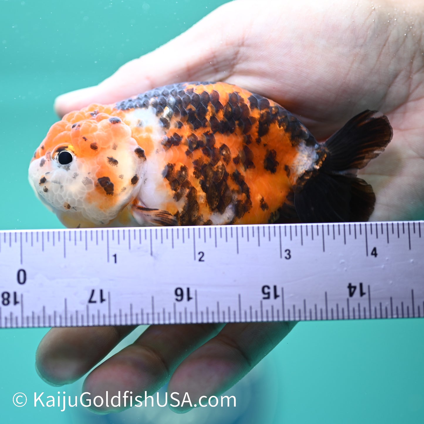 Red Head Calico Cow Ranchu 4-4.5 inches (240329_RC04) - Kaiju Goldfish USA