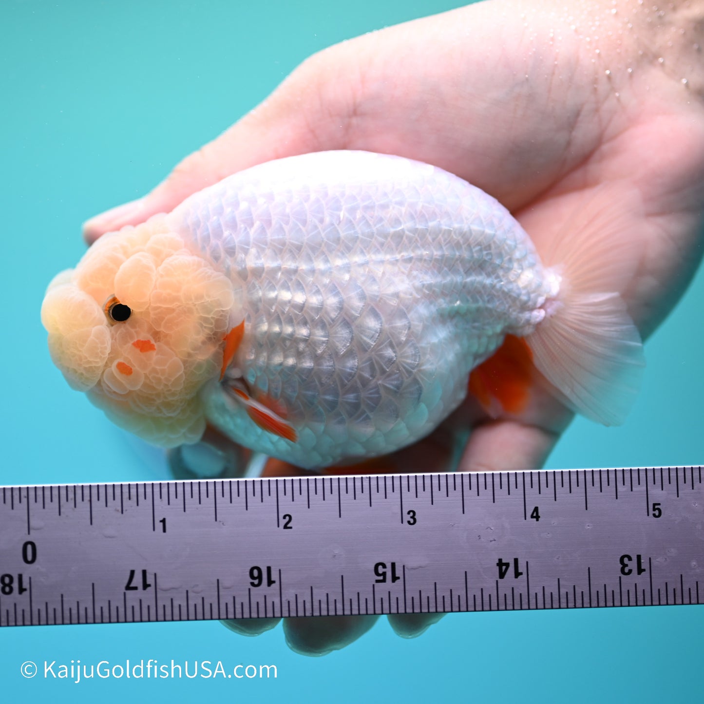 Red White Buffalo Ranchu 5 inches (240517_RC04) - Kaiju Goldfish USA