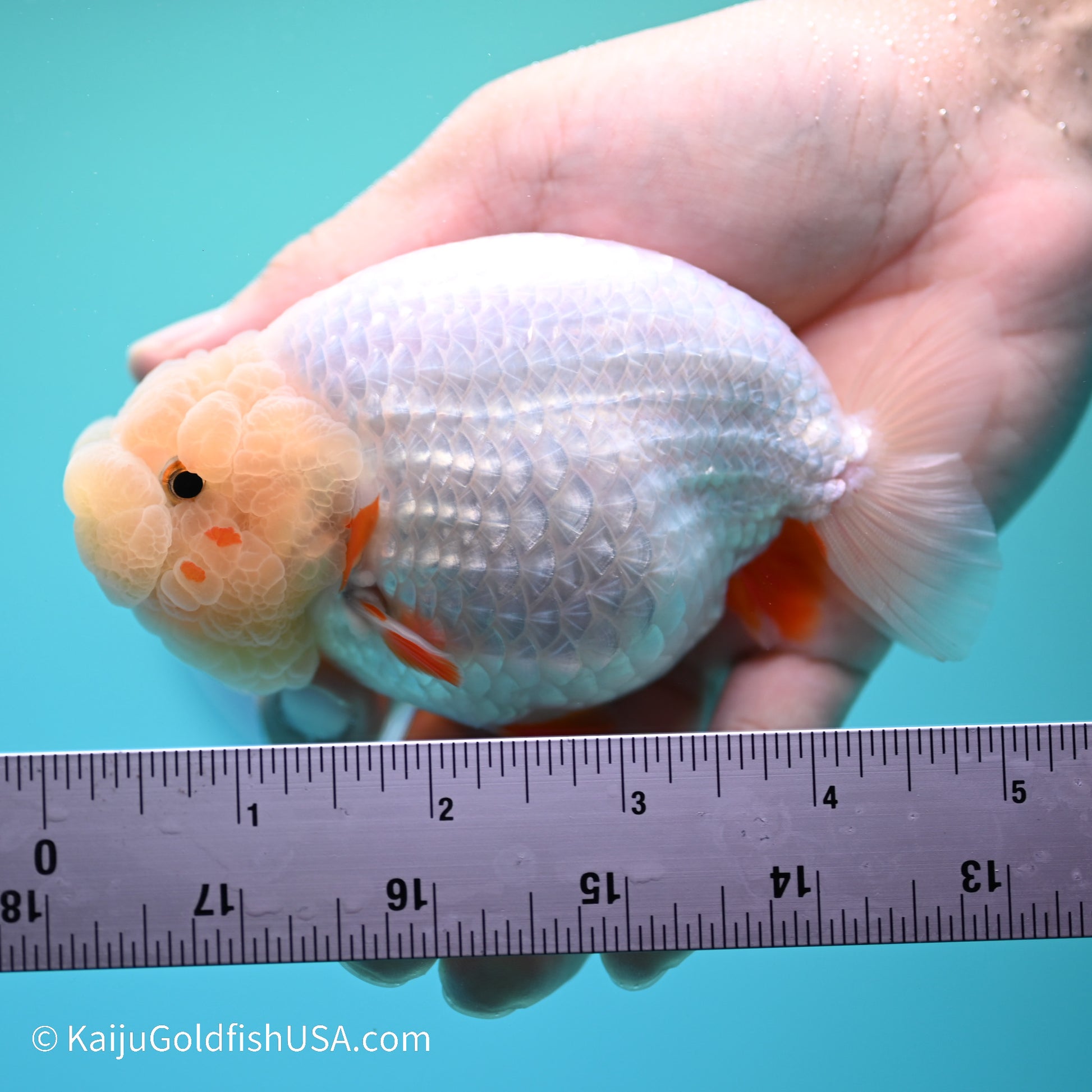 Red White Buffalo Ranchu 5 inches (240517_RC04) - Kaiju Goldfish USA