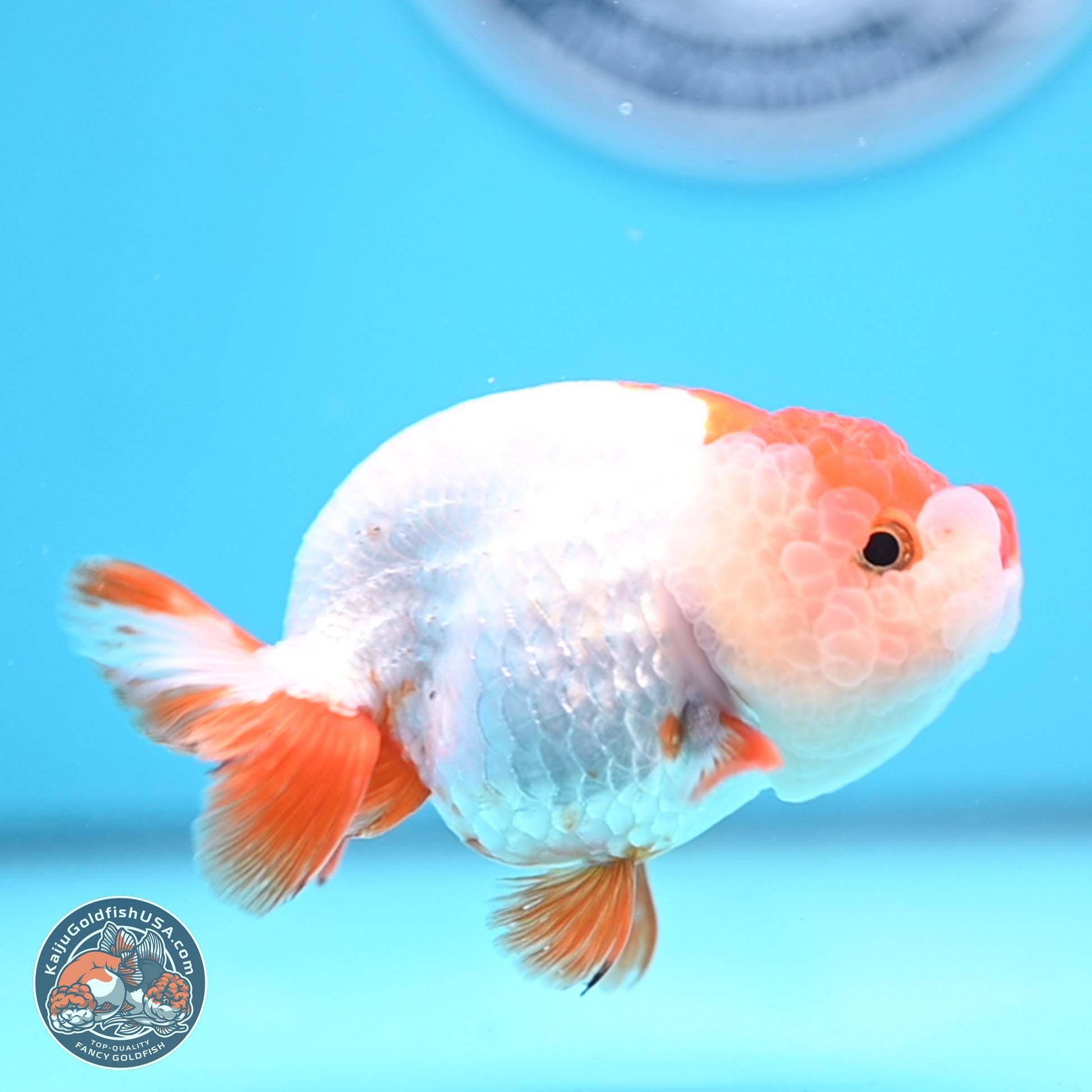 Red White Lionchu 3.5in body (240809_RC04) - Kaiju Goldfish USA