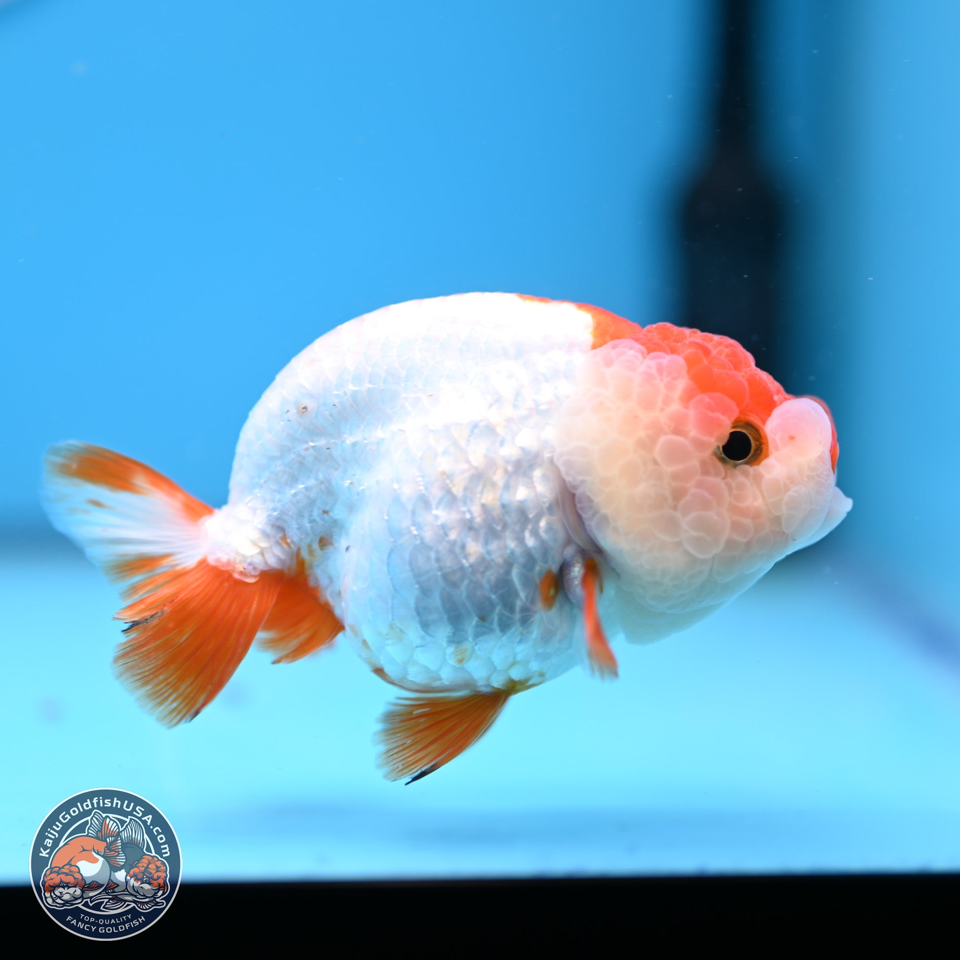 Red White Lionchu 3.5in body (240809_RC04) - Kaiju Goldfish USA