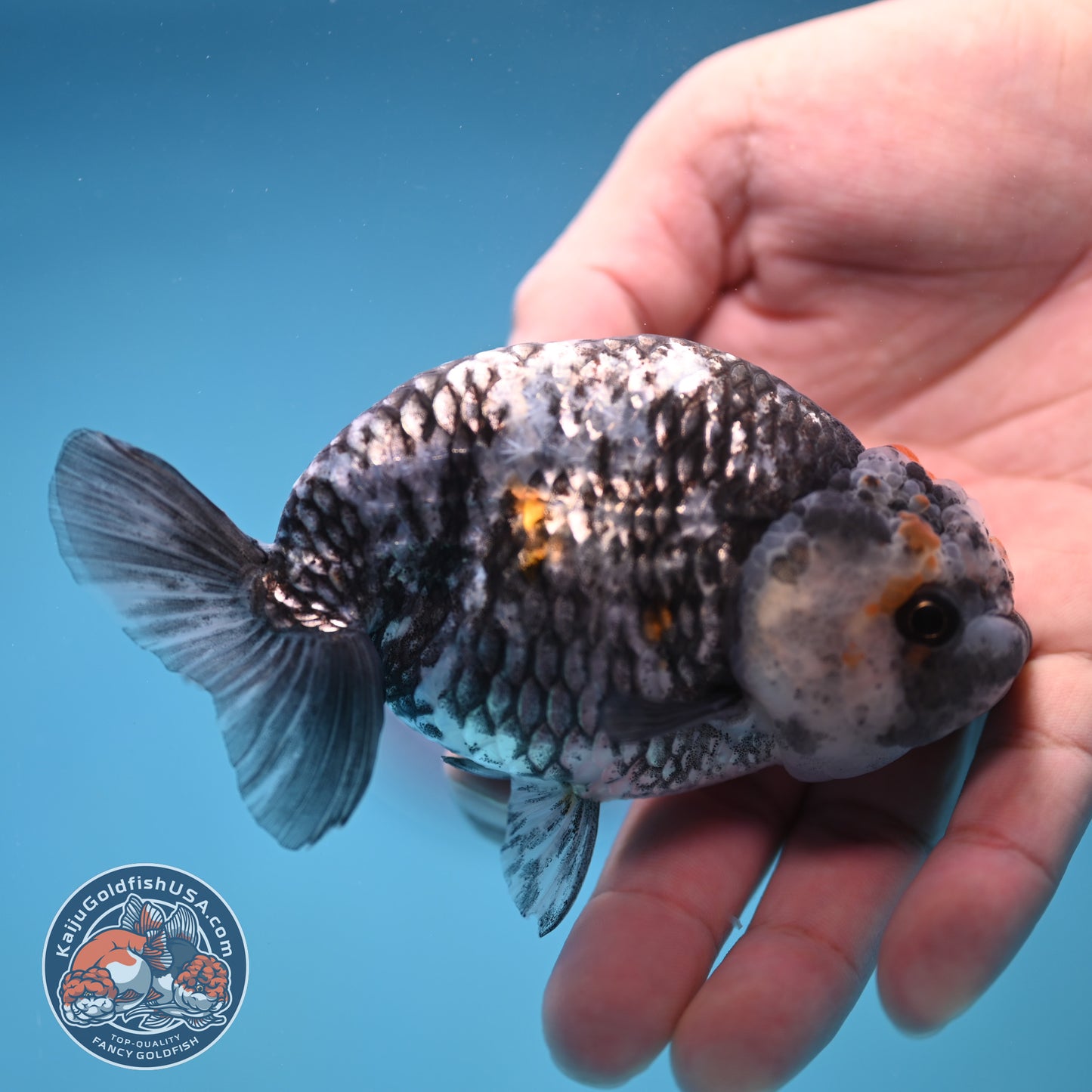 Metallic Heavy Ink Ranchu 4 inch Body (250905_RC04)
