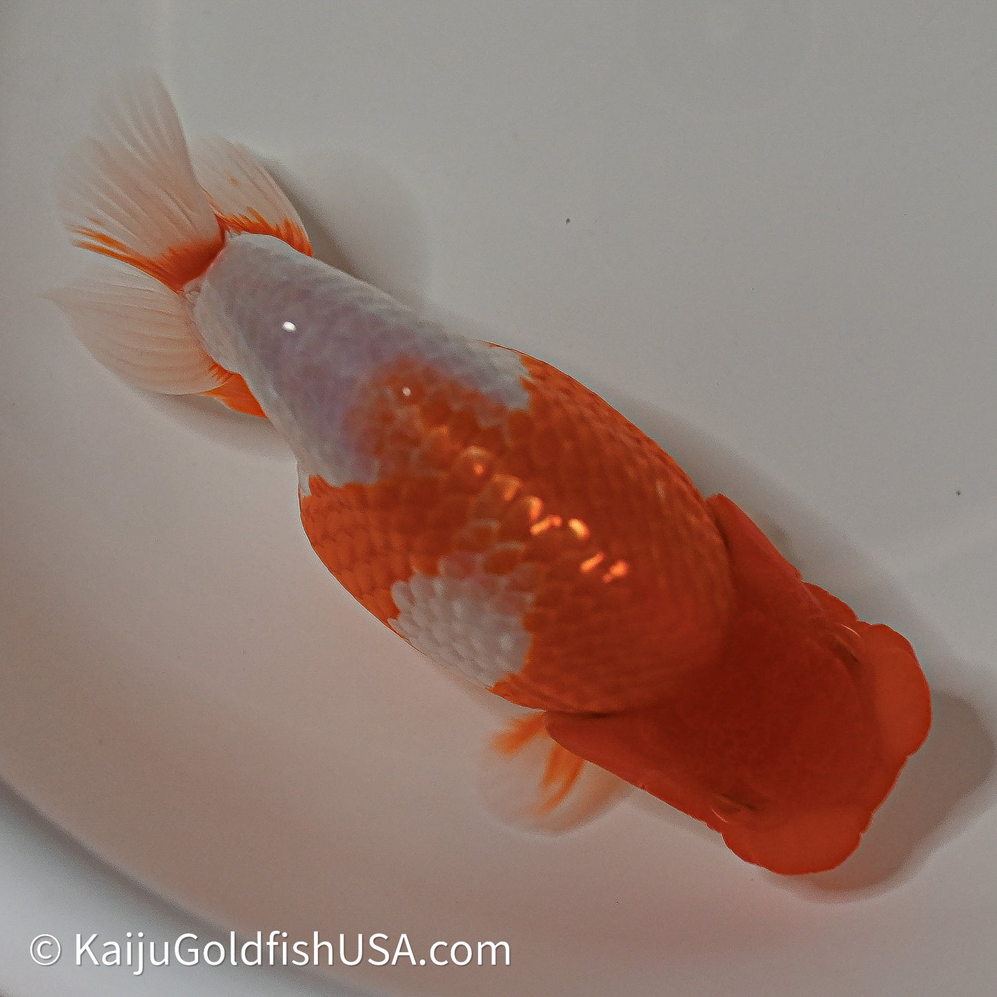 Red White Buffalo Ranchu 4in Body (240614_RC04) - Kaiju Goldfish USA