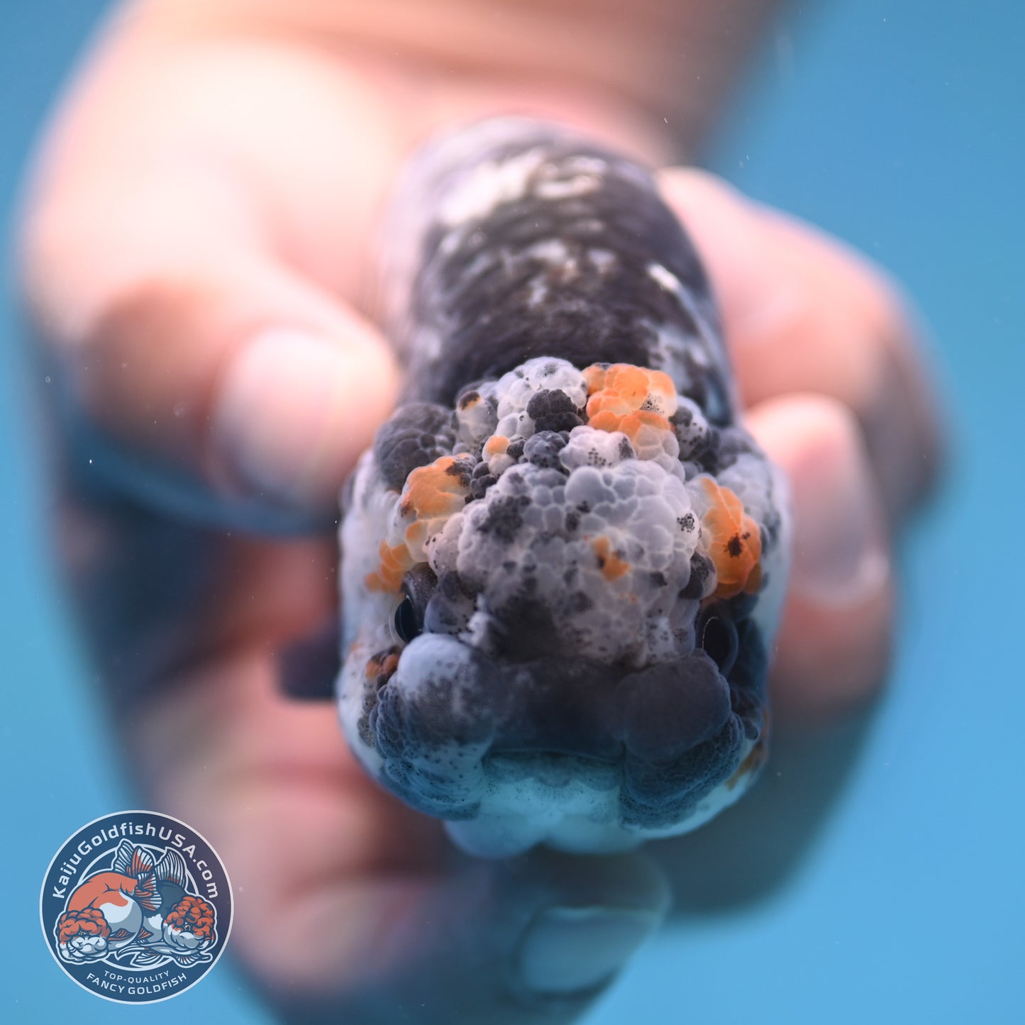 Metallic Heavy Ink Ranchu 4 inch Body (250905_RC04)