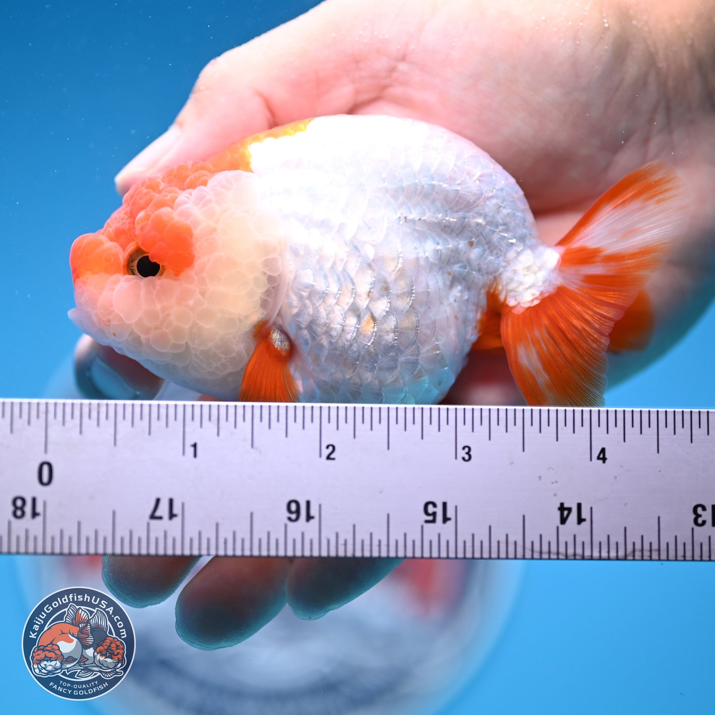 Red White Lionchu 3.5in body (240809_RC04) - Kaiju Goldfish USA