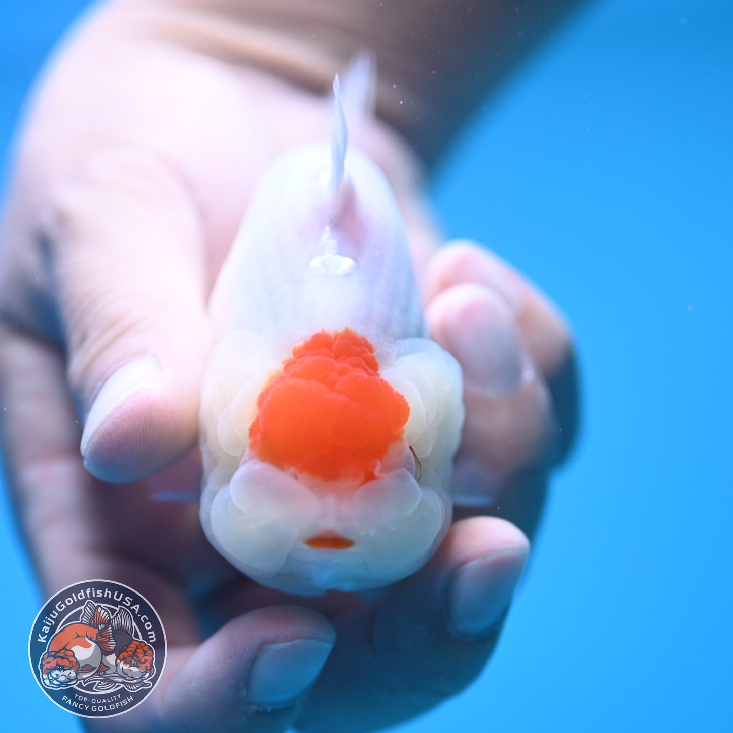 Tancho Buffalo Sharkfin Ranchu / Sharkchu 3.5 inch Body (250815_RC04)