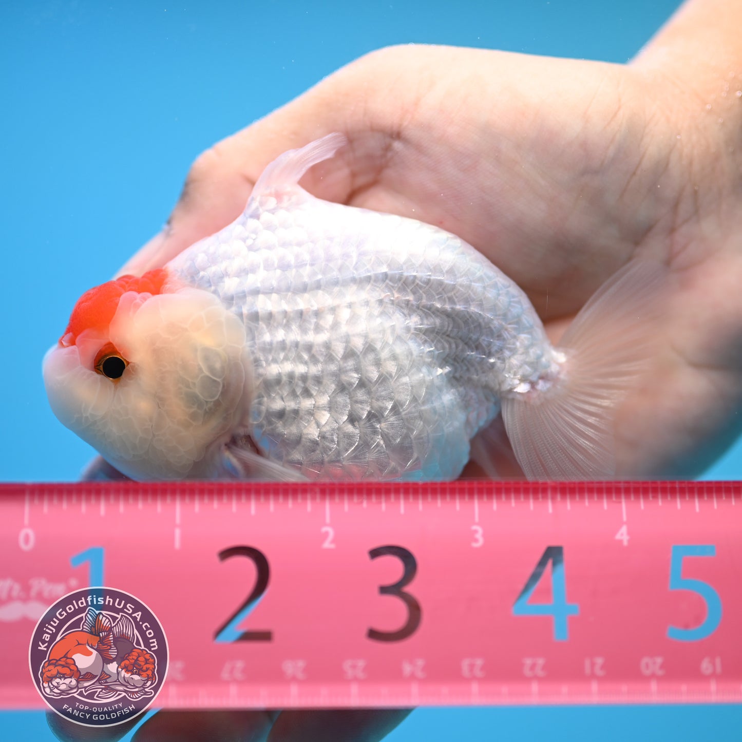 Tancho Buffalo Sharkfin Ranchu / Sharkchu 3.5 inch Body (250815_RC04)