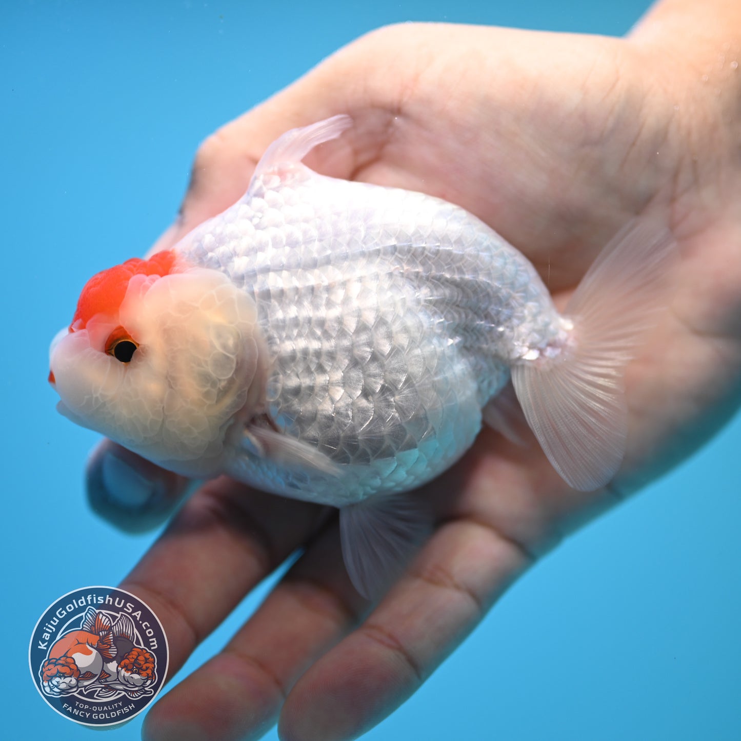 Tancho Buffalo Sharkfin Ranchu / Sharkchu 3.5 inch Body (250815_RC04)