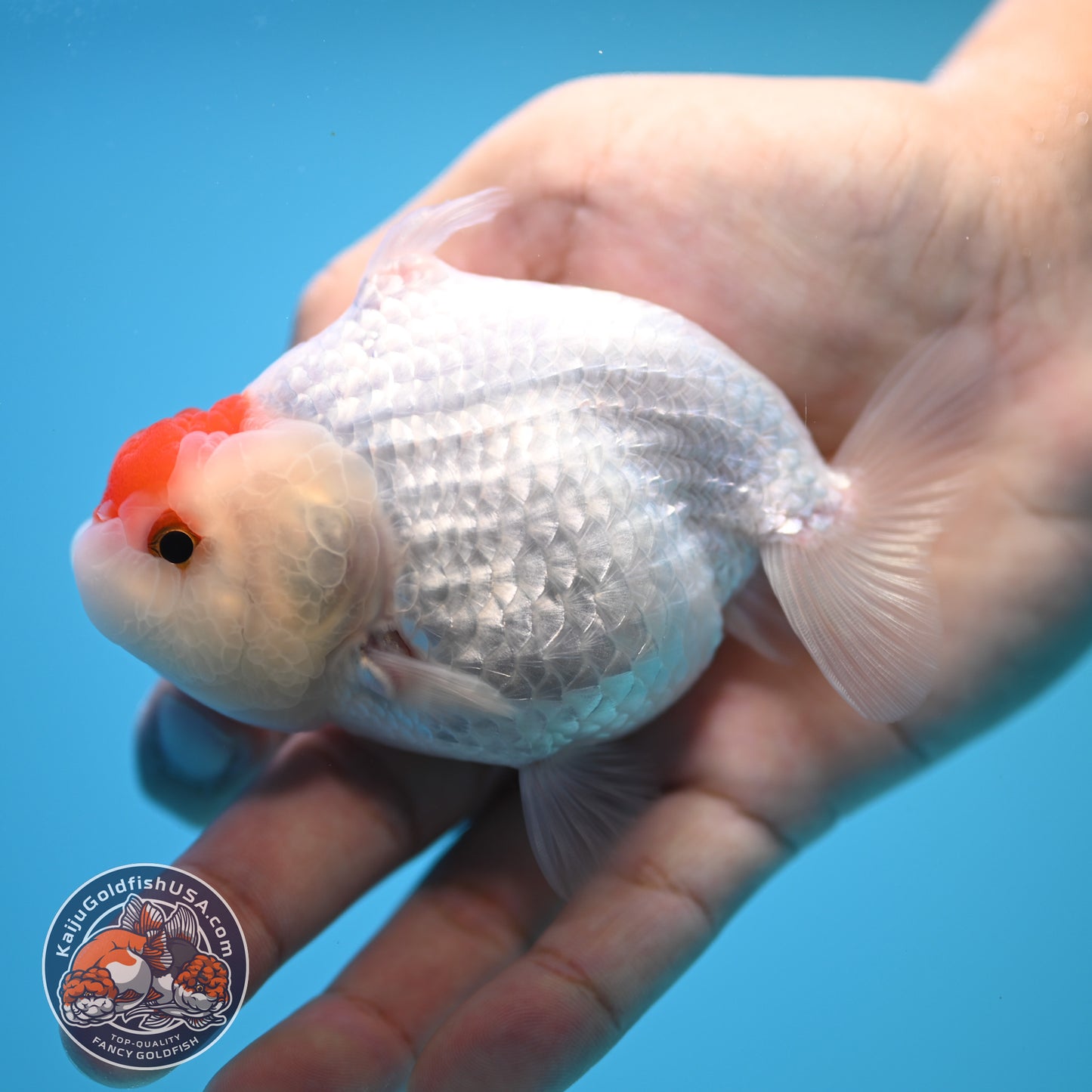 Tancho Buffalo Sharkfin Ranchu / Sharkchu 3.5 inch Body (250815_RC04)