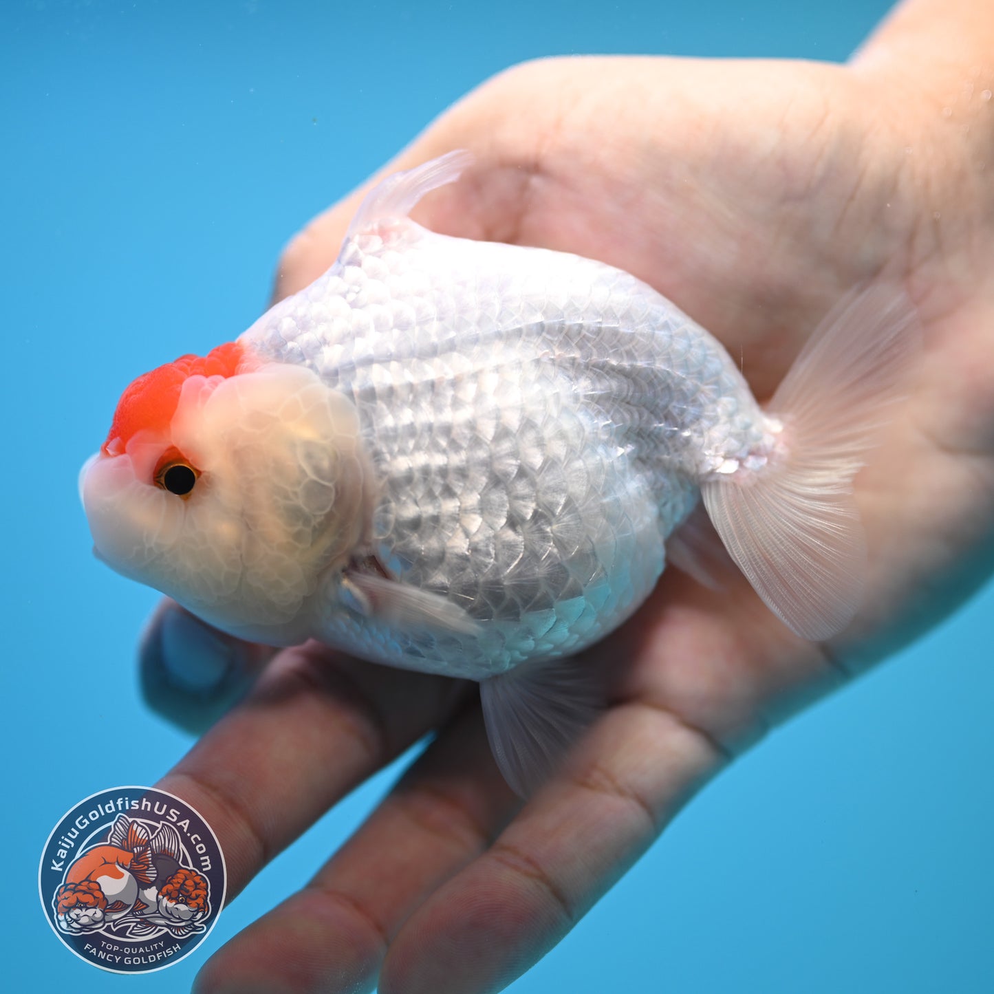 Tancho Buffalo Sharkfin Ranchu / Sharkchu 3.5 inch Body (250815_RC04)