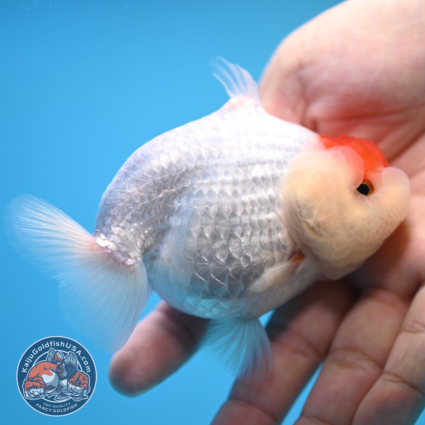 Tancho Buffalo Sharkfin Ranchu / Sharkchu 3.5 inch Body (250815_RC04)