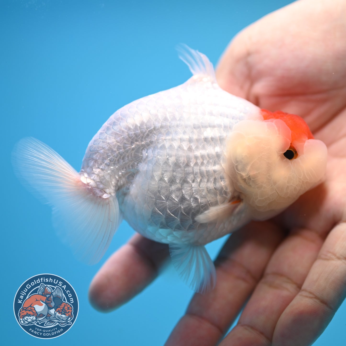 Tancho Buffalo Sharkfin Ranchu / Sharkchu 3.5 inch Body (250815_RC04)
