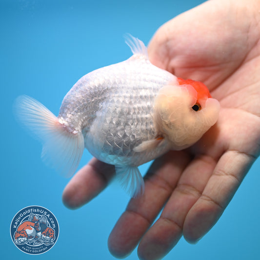 Tancho Buffalo Sharkfin Ranchu / Sharkchu 3.5 inch Body (250815_RC04)