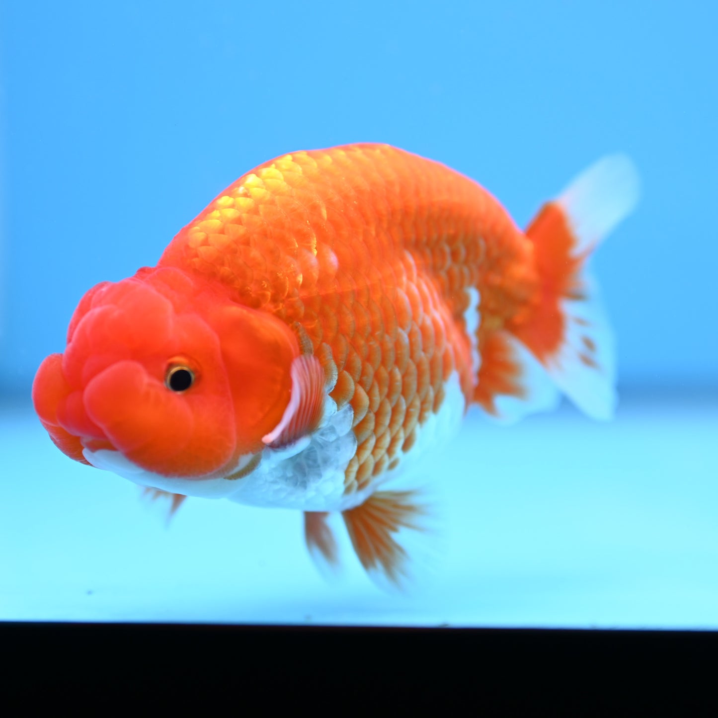 Red White Buffalo Ranchu 4in Body (240704_RC04) - Kaiju Goldfish USA