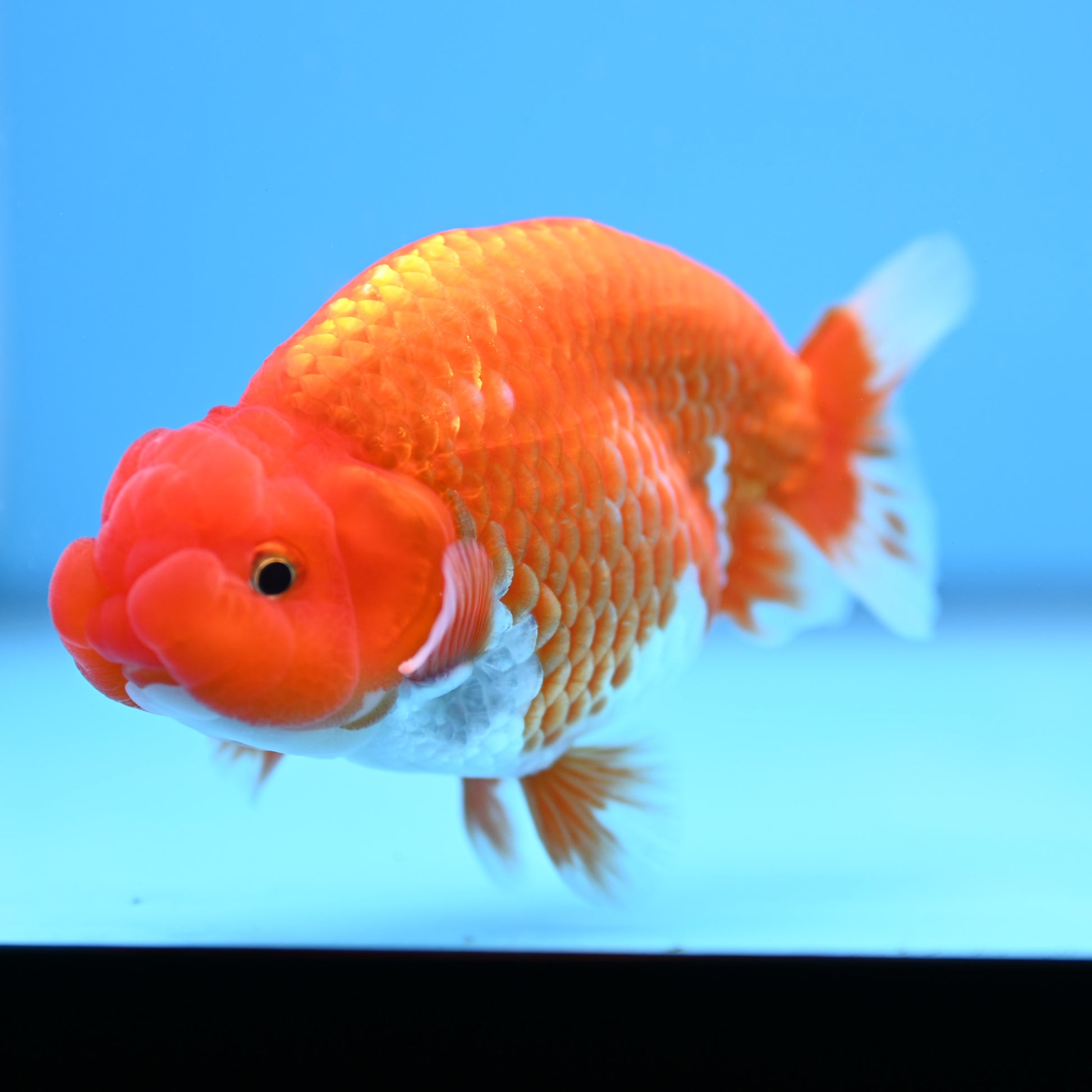 Red White Buffalo Ranchu 4in Body (240704_RC04) - Kaiju Goldfish USA