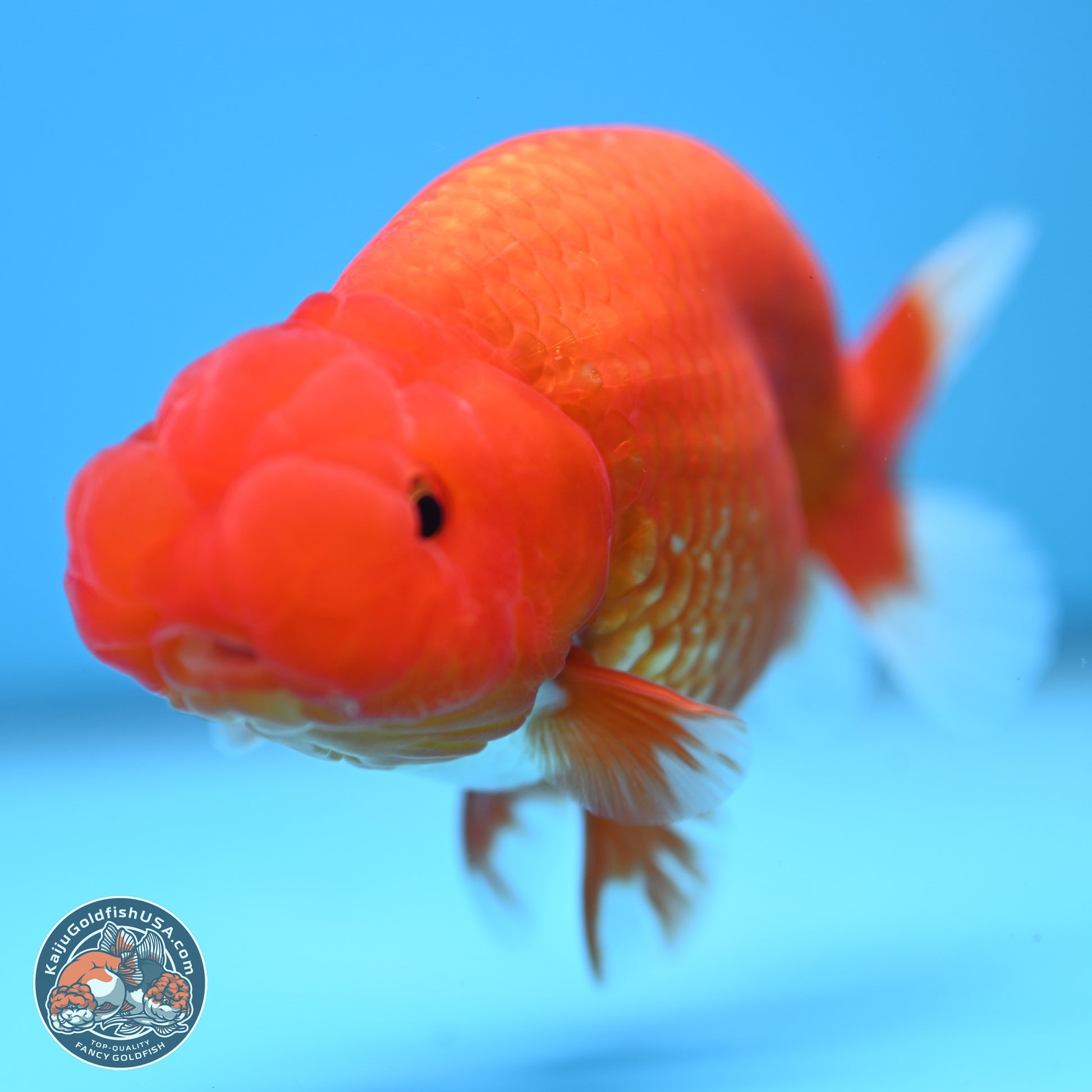 Red White Buffalo Ranchu 5 inches (241025_RC04) - Kaiju Goldfish USA