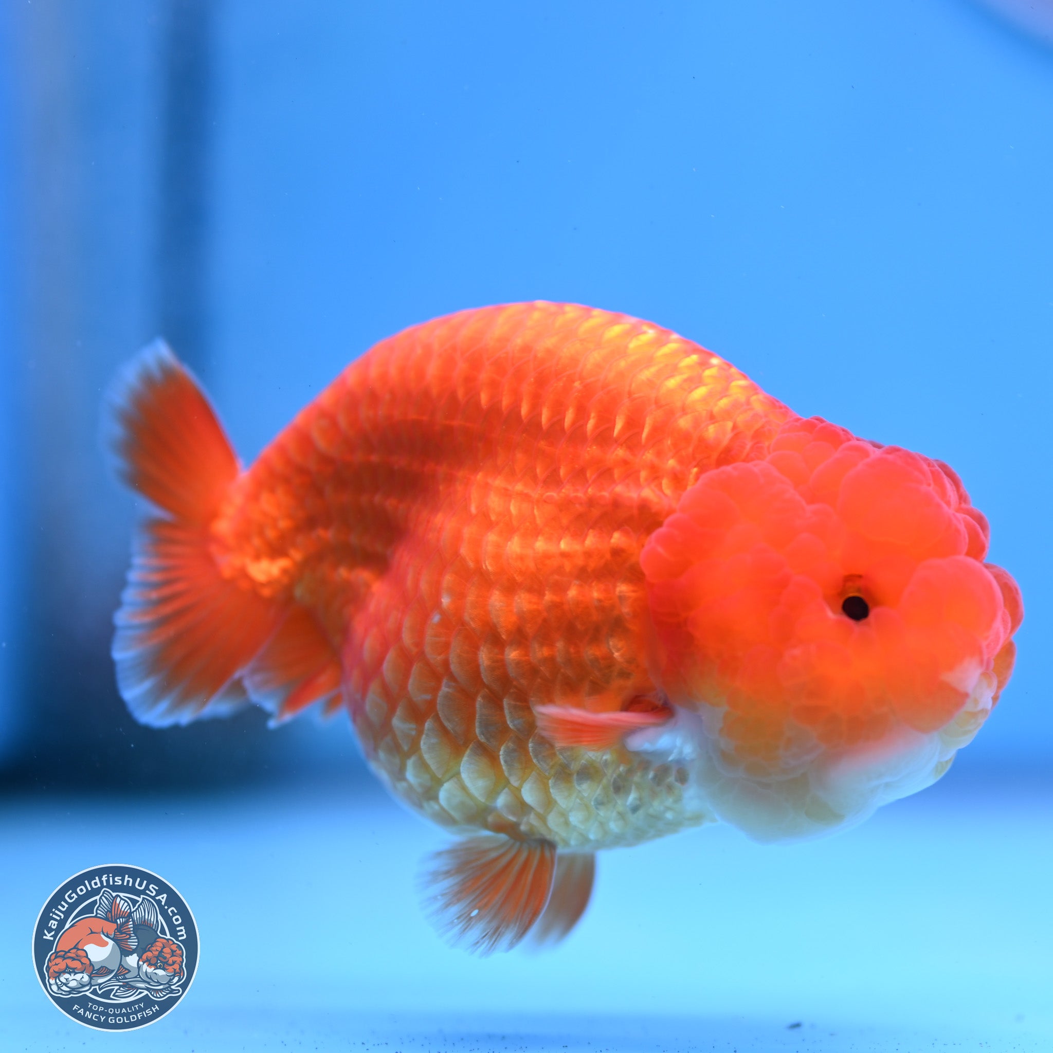 Classic Red Ranchu Goldfish for Sale | Kaiju Goldfish USA