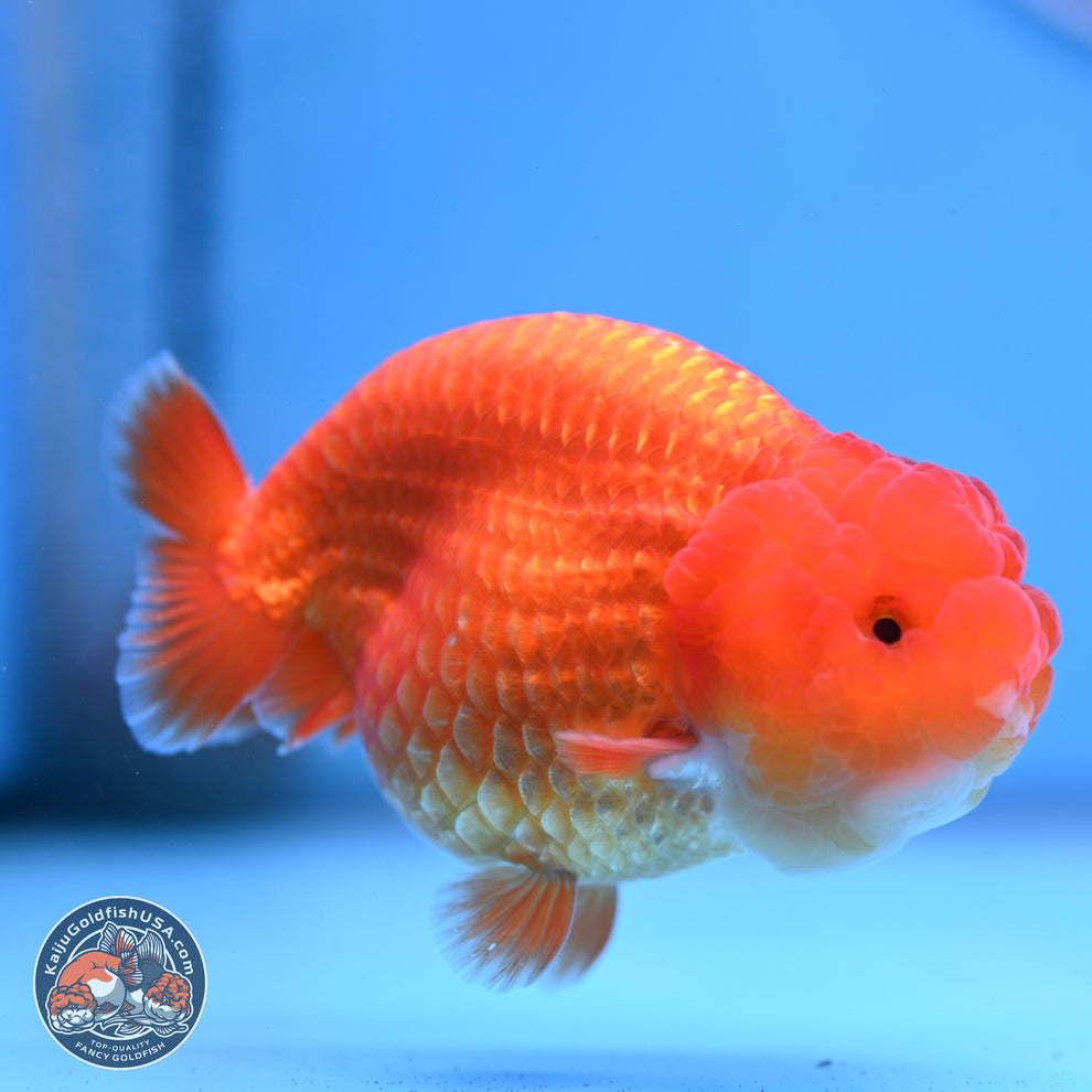 Classic Red Ranchu Goldfish for Sale | Kaiju Goldfish USA