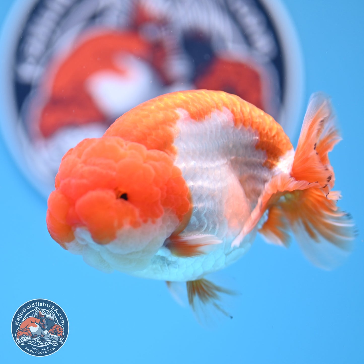 Red White Lionchu 4in Body (240823_RC04) - Kaiju Goldfish USA