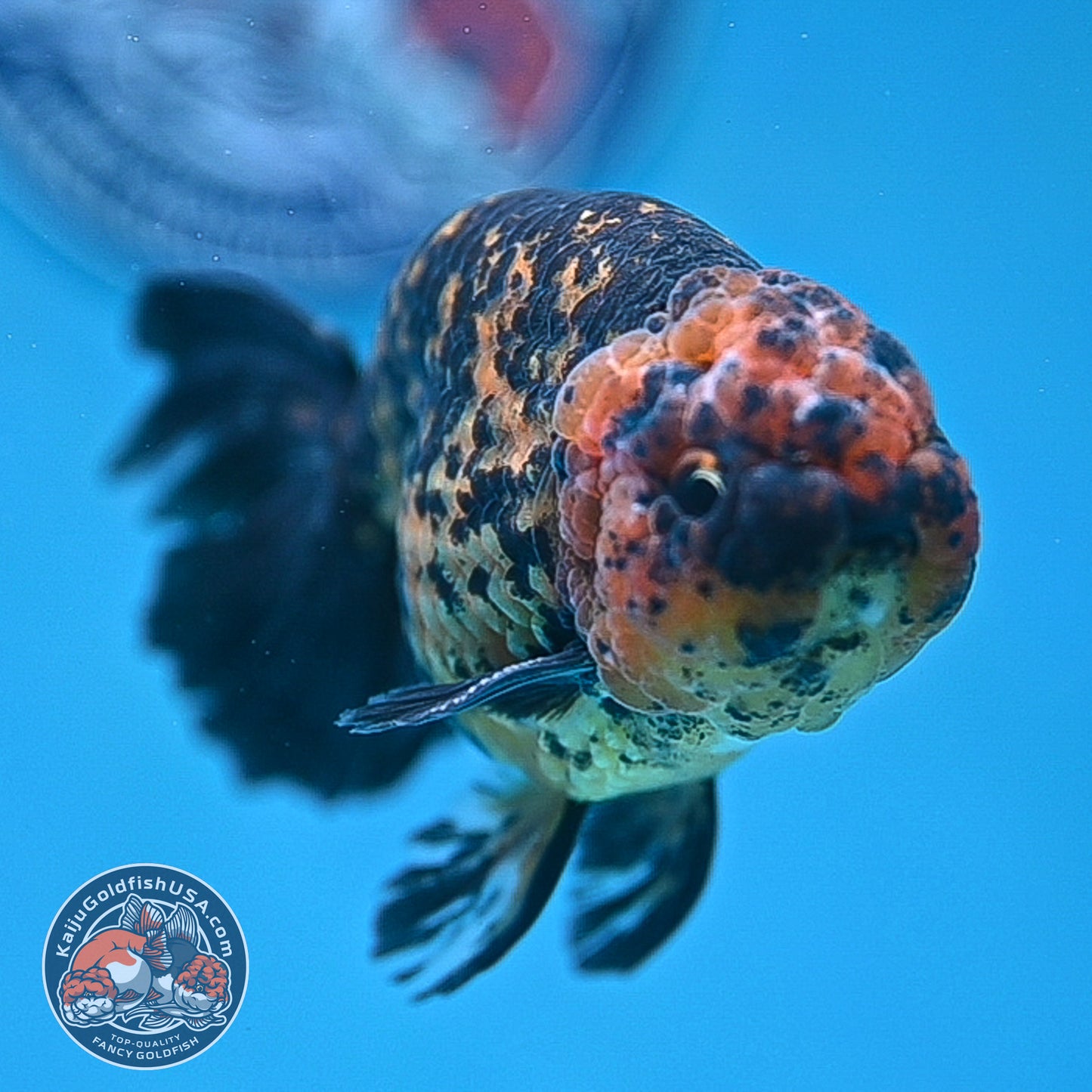 Rare Longtail Tiger Ranchu 3.75 inch Body (250926_RC04)
