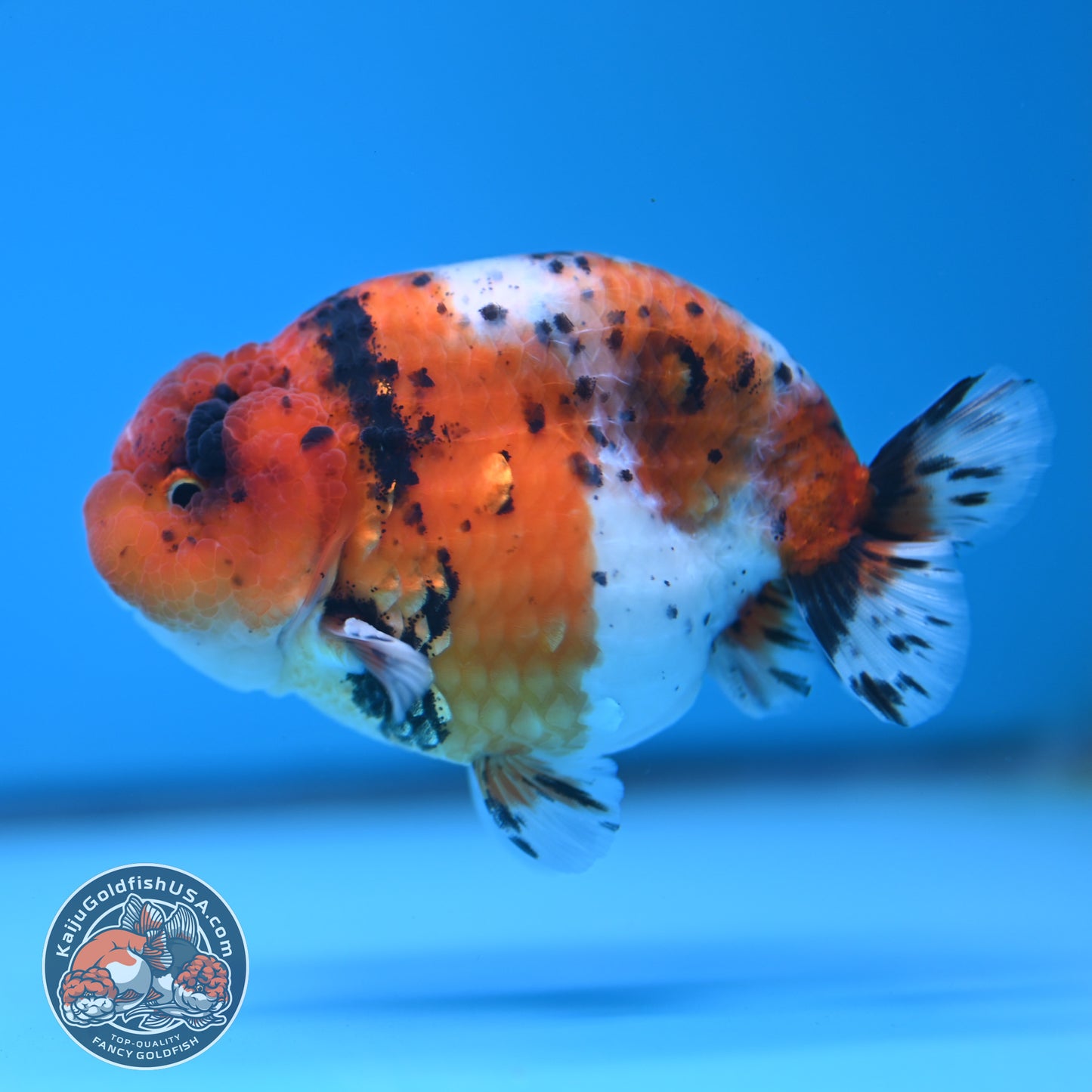 Calico Ranchu 3.8 inches Body (250523_RC04)