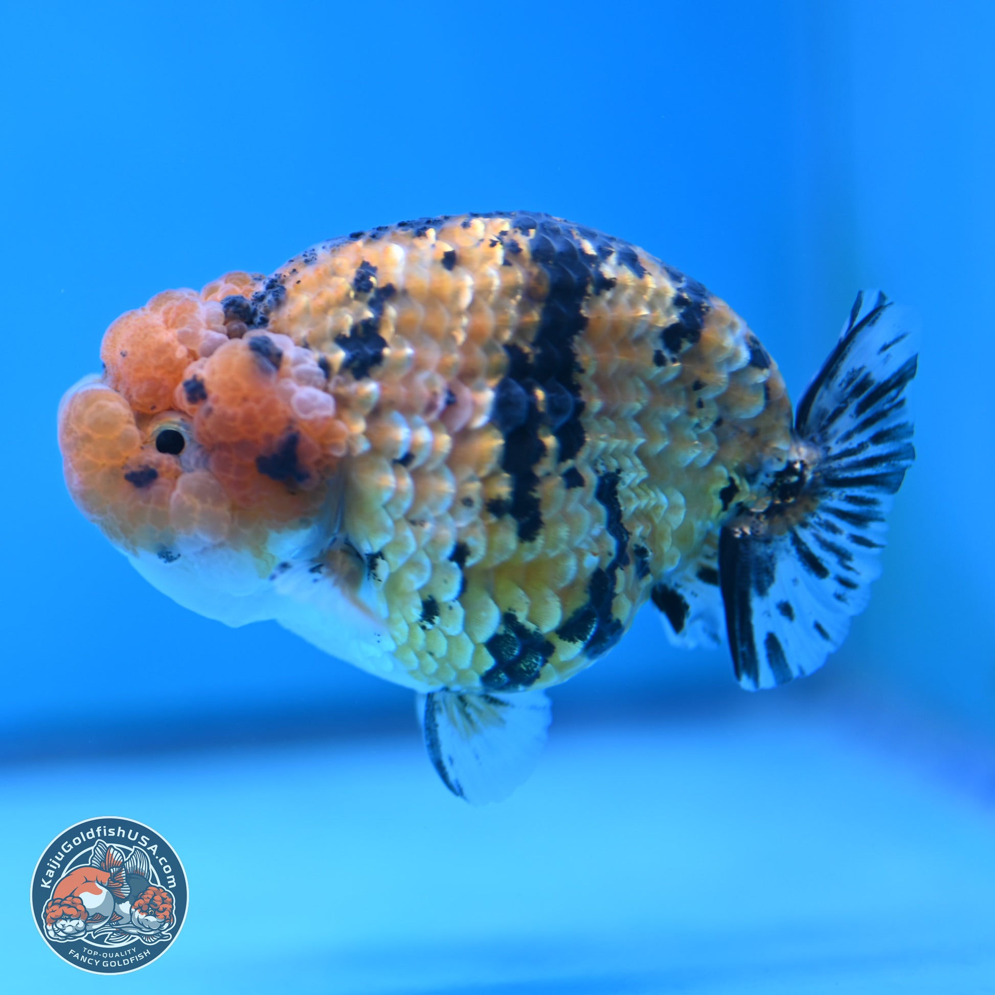 Gold Coin Tiger Ranchu 3.5 inches Body - Male (250117_RC04) - Kaiju Goldfish USA