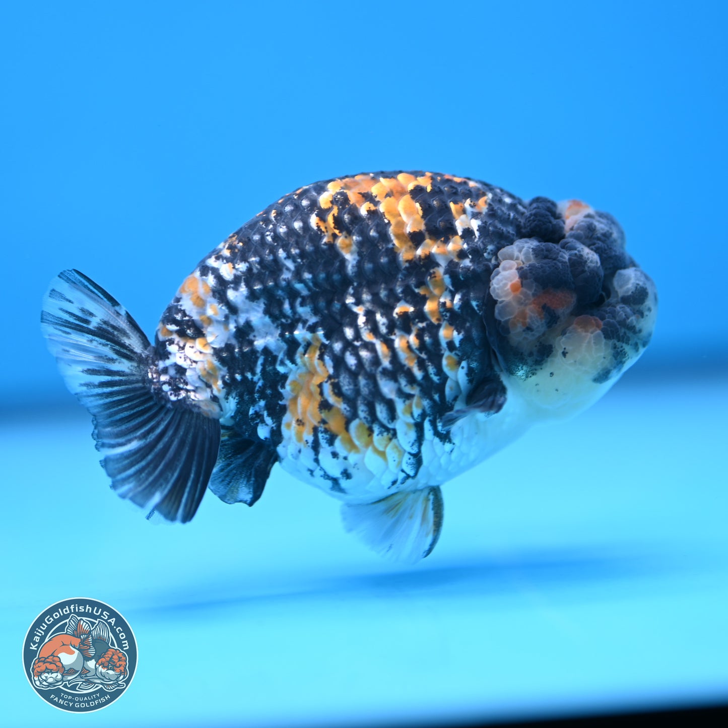 White Tiger Ranchu 3.5 inches Body - Male (250103_RC04) - Kaiju Goldfish USA