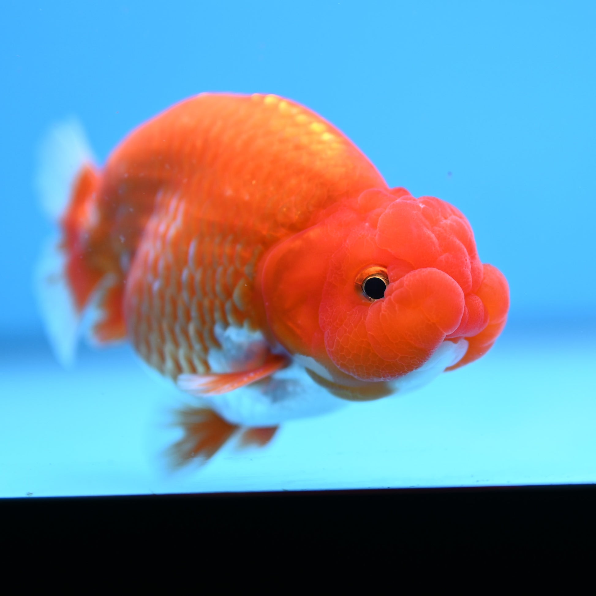 Red White Buffalo Ranchu 4in Body (240704_RC04) - Kaiju Goldfish USA