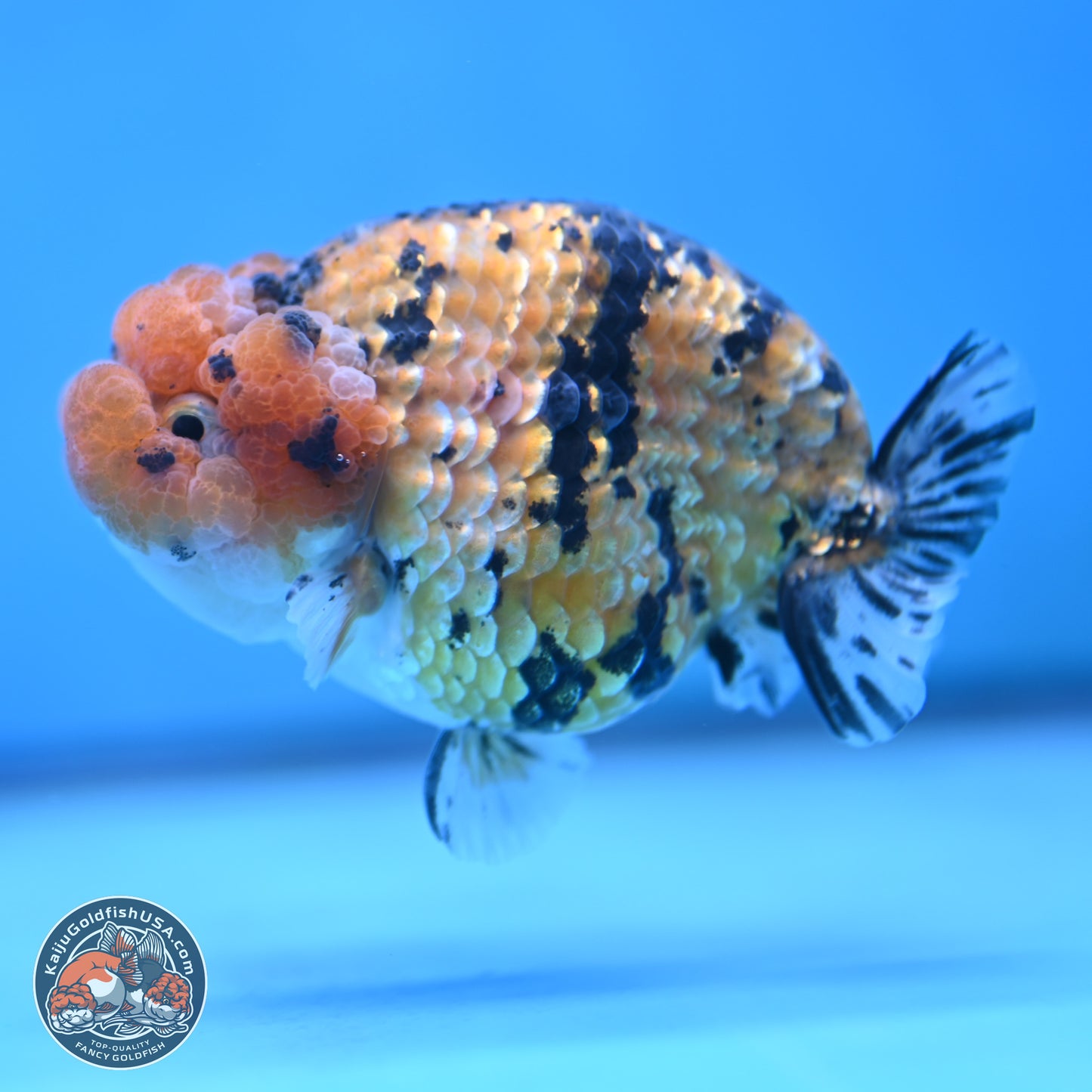 Gold Coin Tiger Ranchu 3.5 inches Body - Male (250117_RC04) - Kaiju Goldfish USA