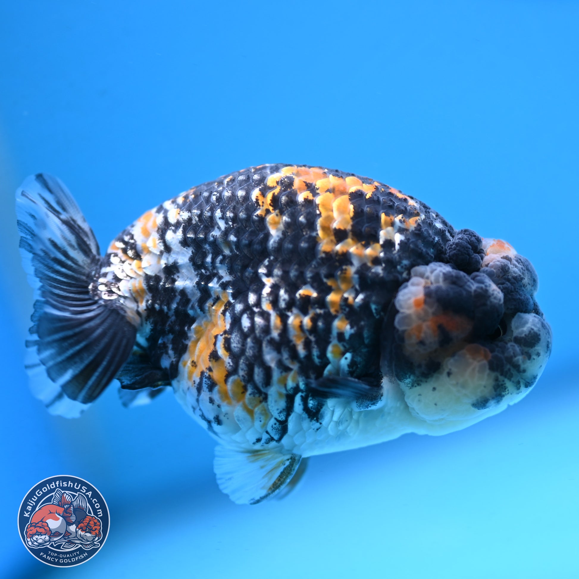 White Tiger Ranchu 3.5 inches Body - Male (250103_RC04) - Kaiju Goldfish USA