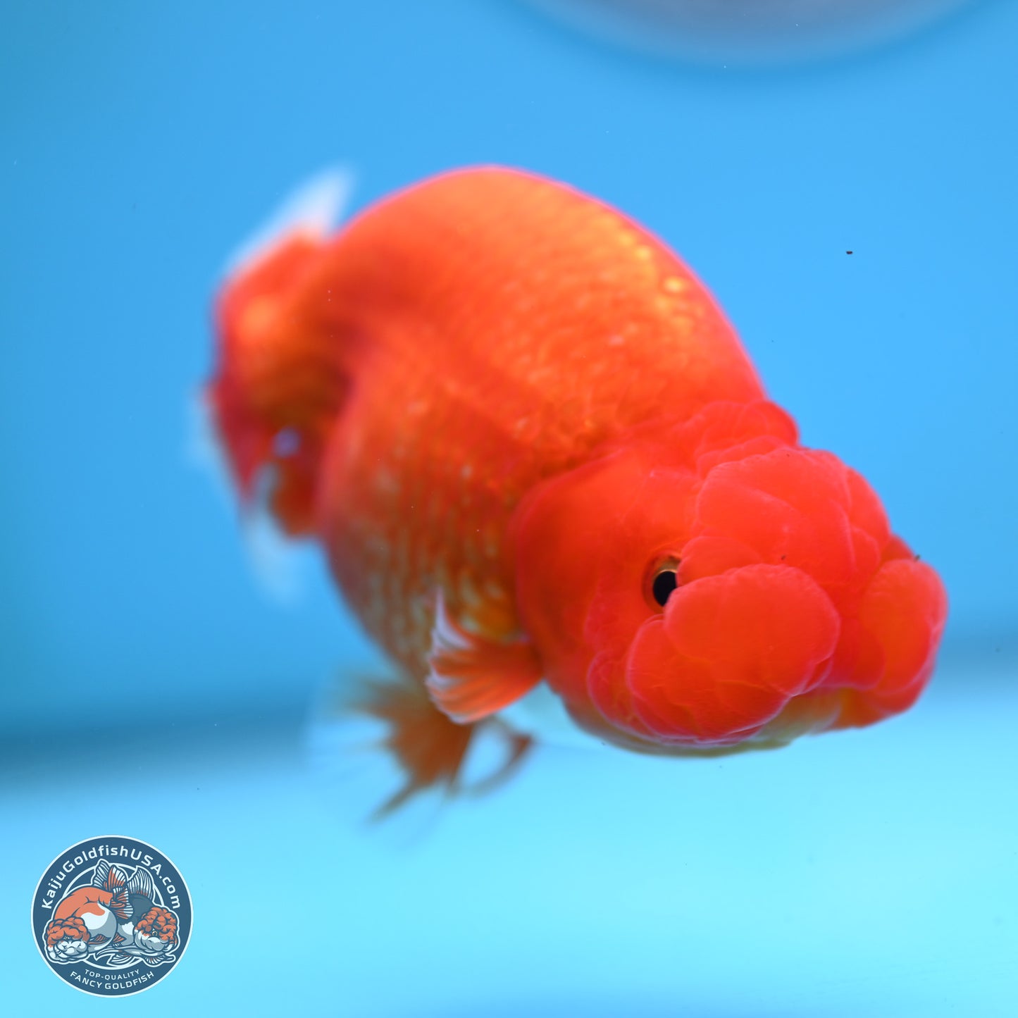 Red White Buffalo Ranchu 5 inches (241025_RC04) - Kaiju Goldfish USA