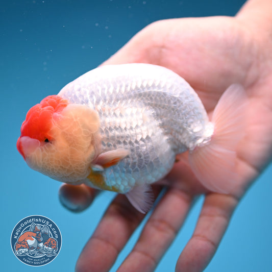 Tancho Buffalo Ranchu 4 inch Body (250912_RC04)