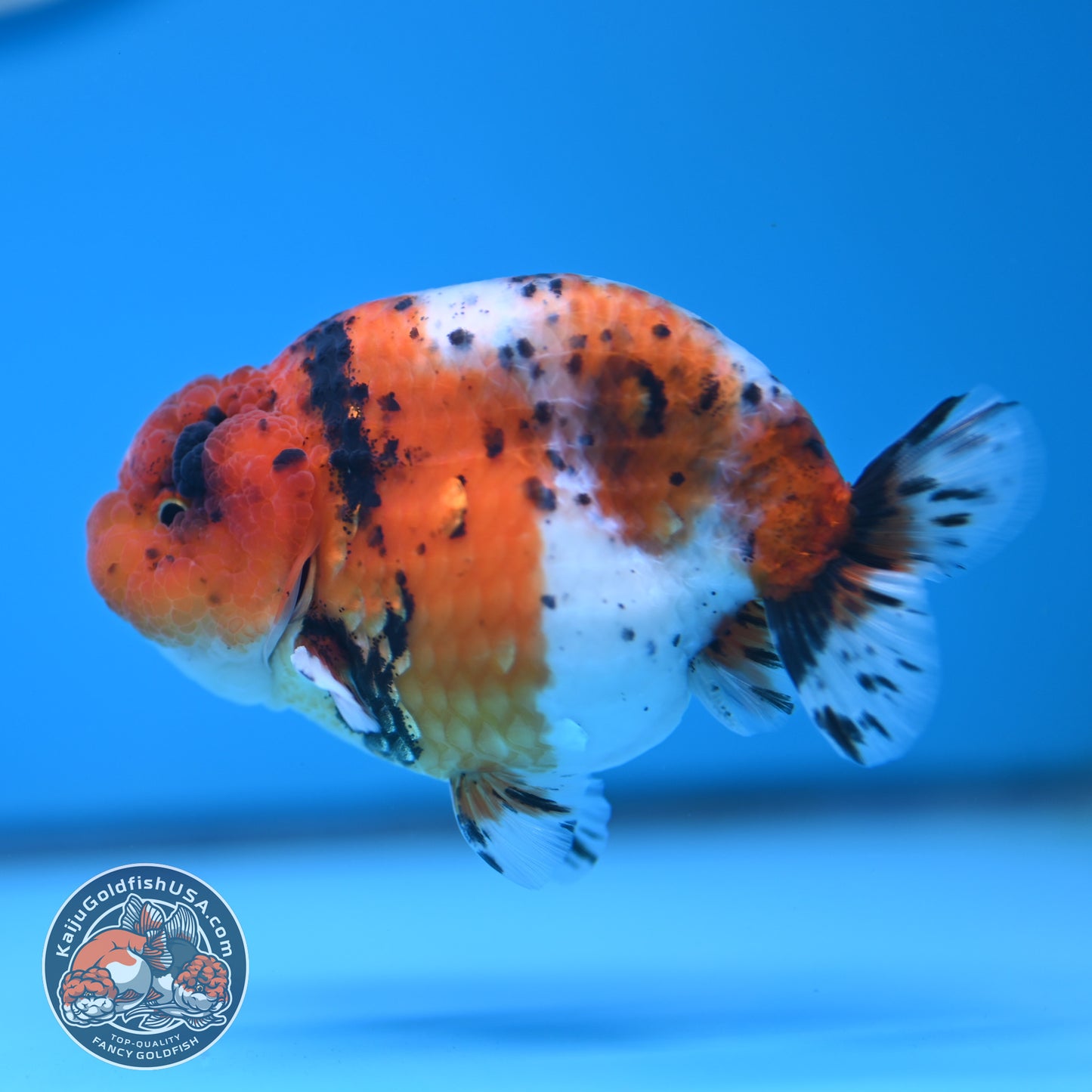 Calico Ranchu 3.8 inches Body (250523_RC04)