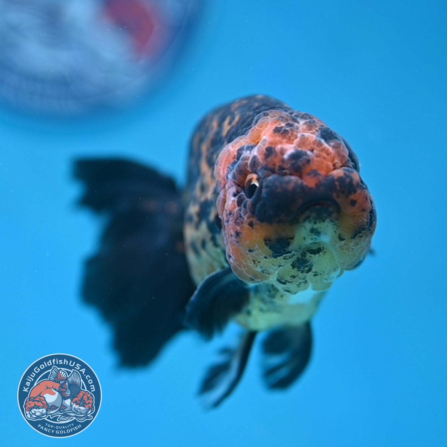 Rare Longtail Tiger Ranchu 3.75 inch Body (250926_RC04)