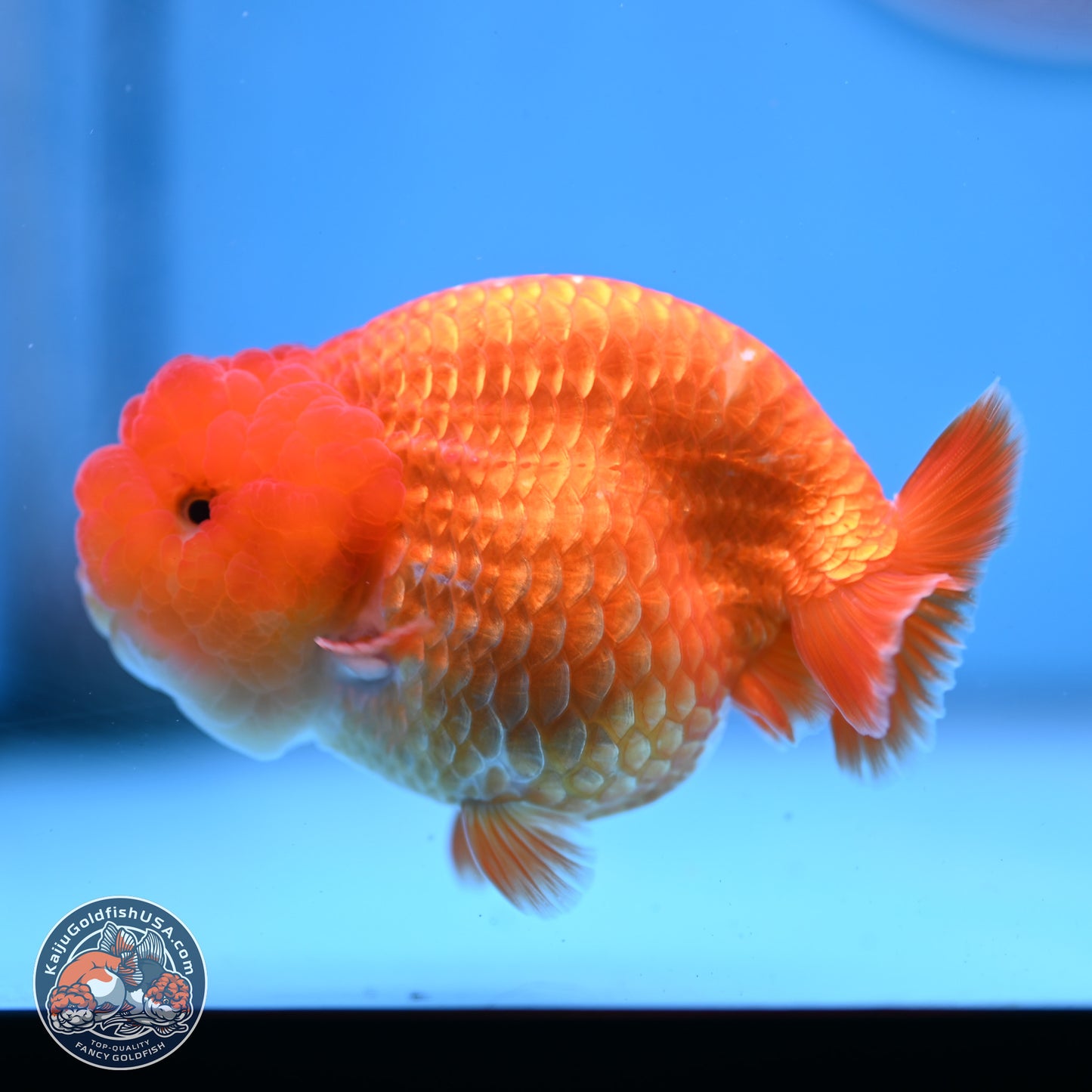 Classic Red Ranchu 4 inches Body - Male (250307_RC04)