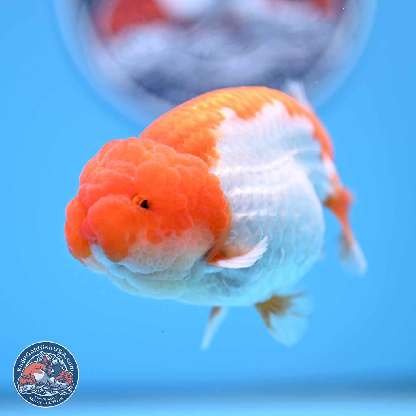 Red White Lionchu 4in Body (240823_RC04) - Kaiju Goldfish USA