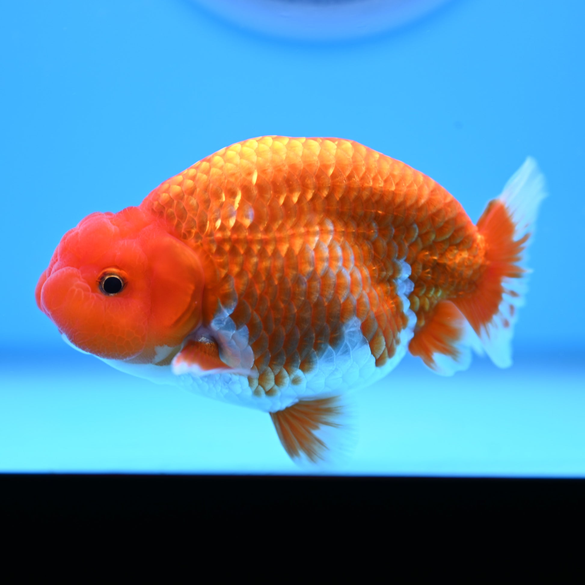 Red White Buffalo Ranchu 4in Body (240704_RC04) - Kaiju Goldfish USA