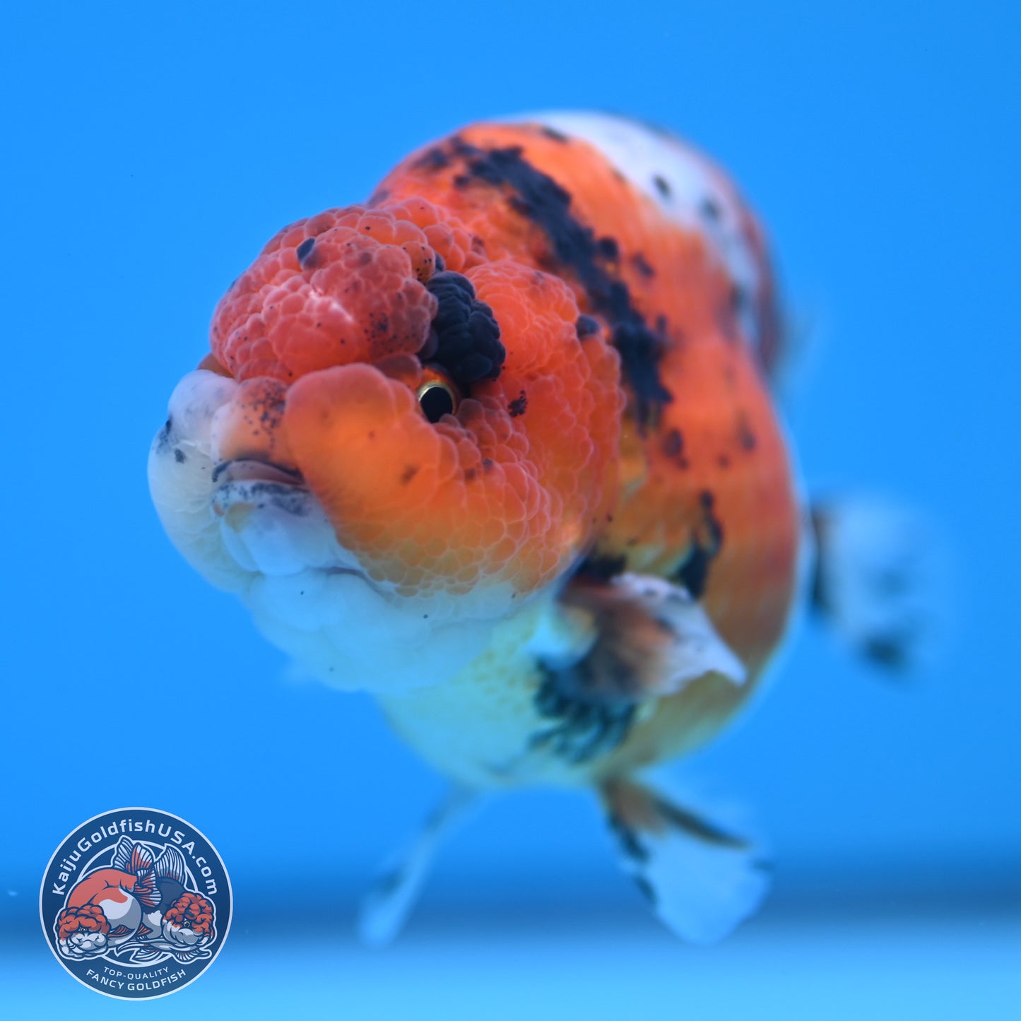 Calico Ranchu 3.8 inches Body (250523_RC04)