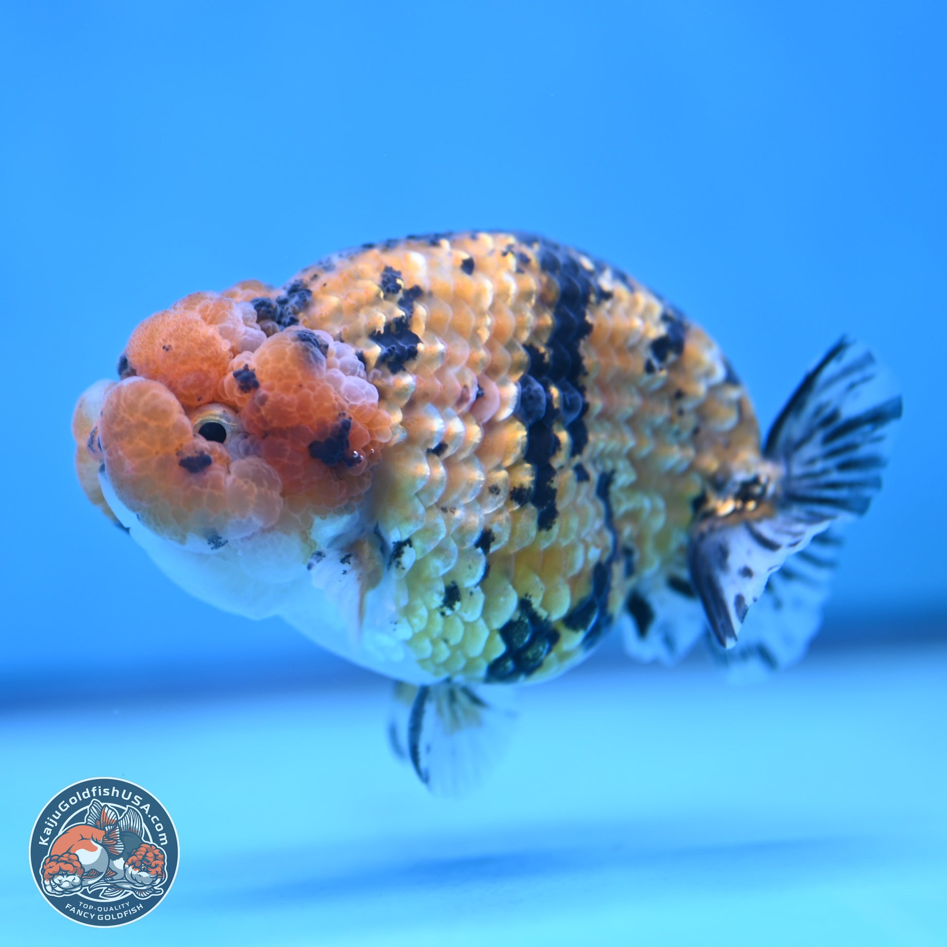 Gold Coin Tiger Ranchu 3.5 inches Body - Male (250117_RC04) - Kaiju Goldfish USA