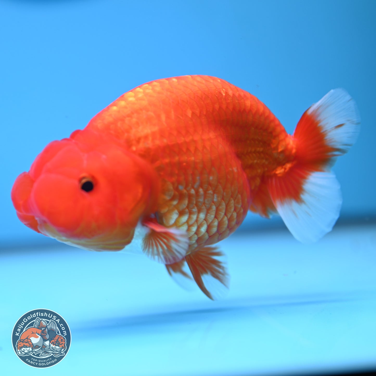 Red White Buffalo Ranchu 5 inches (241025_RC04) - Kaiju Goldfish USA