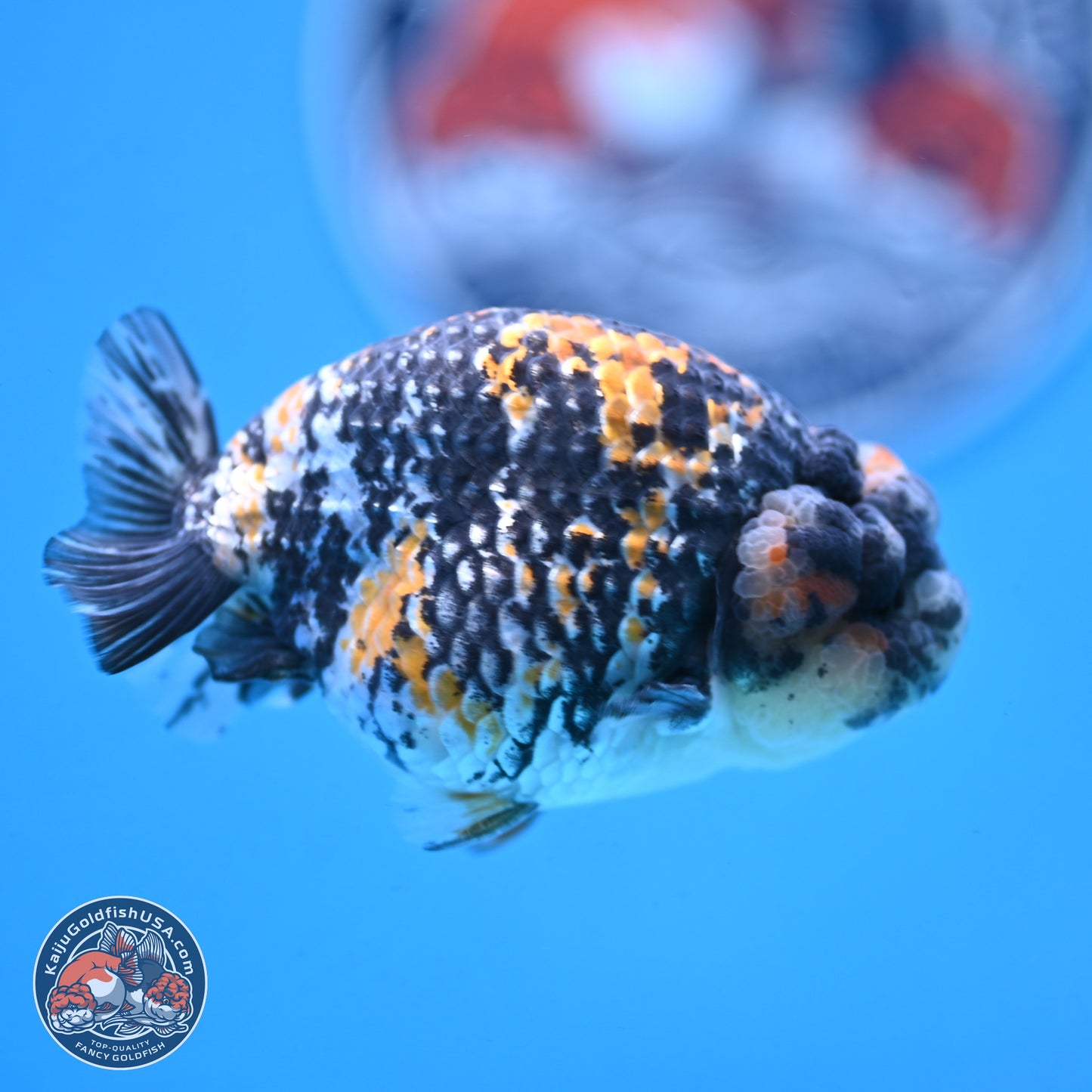 White Tiger Ranchu 3.5 inches Body - Male (250103_RC04) - Kaiju Goldfish USA