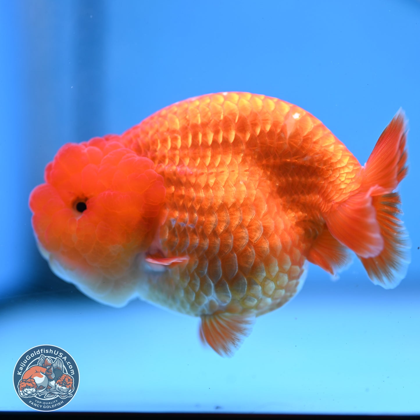 Classic Red Ranchu 4 inches Body - Male (250307_RC04)